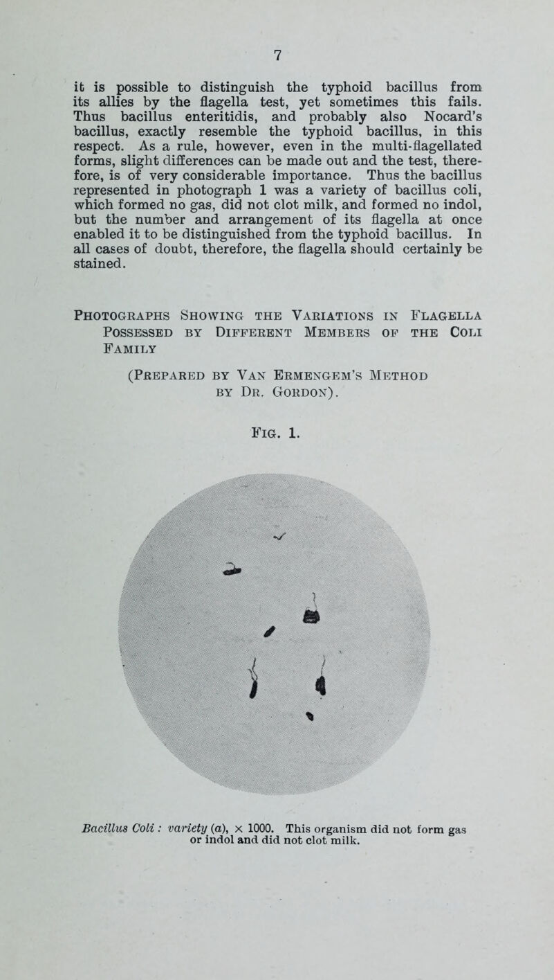 it is possible to distinguish the typhoid bacillus from its allies by the flagella test, yet sometimes this fails. Thus bacillus enteritidis, and probably also Nocard’s bacillus, exactly resemble the typhoid bacillus, in this respect. As a rule, however, even in the multi-flagellated forms, slight differences can be made out and the test, there- fore, is of very considerable importance. Thus the bacillus represented in photograph 1 was a variety of bacillus coli, which formed no gas, did not clot milk, and formed no indol, but the number and arrangement of its flagella at once enabled it to be distinguished from the typhoid bacillus. In all cases of doubt, therefore, the flagella should certainly be stained. Photographs Showing the Variations in Flagella Possessed by Different Members of the Coli Family (Prepared by Van Ermengem’s Method by Dr, Gordon). Fig. 1. % Bacillus Coli : variety (a), x 1000. This organism did not form gas or indol and did not clot milk.