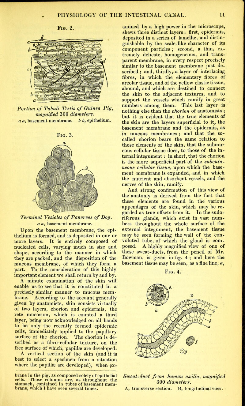 Fig. 2. Portion of Tubuli Testis of Guinea Pig, magnified 300 diameters, a a, basement membrane, b b, epithelium. Fig. 3. a Terminal Vesicles of Pancreas of Dog. a a, basement membrane. Upon the basement membrane, the epi- thelium is formed, and is deposited in one or more layers. It is entirely composed of nucleated cells, varying much in size and shape, according to the manner in which they are packed, and the disposition of the mucous membrane, of which they form a part. To the consideration of this highly important element we shall return by and by. A minute examination of the skin will enable us to see that it is constituted in a precisely similar manner to mucous mem- brane. According to the account generally given by anatomists, skin consists virtually of two layers, chorion and epidermis, the rete mucosum, which is counted a third layer, being now acknowledged on all hands to be only the recently formed epidermic cells, immediately applied to the papillary surface of the chorion. The chorion is de- scribed as a fibro-cellular texture, on the free surface of which, papillae are developed. A vertical section of the skin (and it is best to select a specimen from a situation where the papillae are developed), when ex* brane in the pig, as composed solely of epithelial cells. Those columns are, as throughout the stomach, contained in tubes of basement mem- brane, which I have seen several times. amined by a high power in the microscope, shews three distinct layers : first, epidermis, deposited in a series of lamellae, and distin- guishable by the scale-like character of its component particles ; second, a thin, ex- tremely delicate, homogeneous, and trans- parent membrane, in every respect precisely similar to the basement membrane just de- scribed ; and, thirdly, a layer of interlacing fibres, in which the elementary fibres of areolar tissue, and of the yellow elastic tissue, abound, and which are destined to connect the skin to the adjacent textures, and to support the vessels which ramify in great numbers among them. This last layer is nothing else than the chorion of anatomists ; but it is evident that the true elements of the skin are the layers superficial to it, the basement membrane and the epidermis, as in mucous membranes ; and that the so- called chorion bears the same relation to those elements of the skin, that the submu- cous cellular tissue does, to those of the in- ternal integument: in short, that the chorion is the more superficial part of the subcuta- neous cellular tissue, upon which the base- ment membrane is expanded, and in which the nutrient and absorbent vessels, and the nerves of the skin, ramify. And strong confirmation of this view of the anatomy is derived from the fact that these elements are found in the various appendages of the skin, which may be re- garded as true offsets from it. In the sudo- riferous glands, which exist in vast num- bers throughout the whole surface of the external integument, the basement tissue may be seen forming the wall of the con- voluted tube, of which the gland is com- posed. A highly magnified view of one of these sweat-ducts, from the pencil of Mr. Bowman, is given in fig. 4 ; and here the basement tissue may be seen, as a fine line, a, Fig. 4. Sweat-duct from human axilla, magnified 300 diameters. A, transverse section. B, longitudinal view.