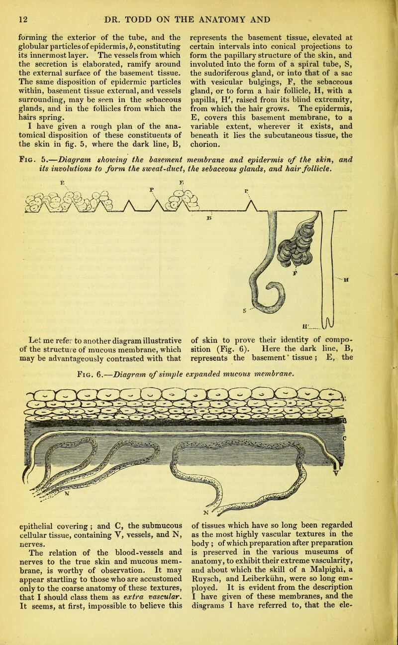 forming the exterior of the tube, and the globular particles of epidermis, b, constituting its innermost layer. The vessels from which the secretion is elaborated, ramify around the external surface of the basement tissue. The same disposition of epidermic particles within, basement tissue external, and vessels surrounding, may be seen in the sebaceous glands, and in the follicles from which the hairs spring. I have given a rough plan of the ana- tomical disposition of these constituents of the skin in fig. 5, where the dark line, B, represents the basement tissue, elevated at certain intervals into conical projections to form the papillary structure of the skin, and involuted into the form of a spiral tube, S, the sudoriferous gland, or into that of a sac with vesicular bulgings, F, the sebaceous gland, or to form a hair follicle, H, with a papilla, H', raised from its blind extremity, from which the hair grows. The epidermis, E, covers this basement membrane, to a variable extent, wherever it exists, and beneath it lies the subcutaneous tissue, the chorion. Fig. 5.—Diagram showing the basement membrane and epidermis of the skin, and its involutions to form the sweat-duct, the sebaceous glands, and hair follicle. Let me refer to another diagram illustrative of skin to prove their identity of compo- of the structure of mucous membrane, which sition (Fig. 6). Here the dark line, B, may be advantageously contrasted with that represents the basement * tissue ; E, the Fig. 6.—Diagram of simple expanded mucous membrane. epithelial covering; and C, the submucous cellular tissue, containing V, vessels, and N, nerves. The relation of the blood-vessels and nerves to the true skin and mucous mem- brane, is worthy of observation. It may appear startling to those who are accustomed only to the coarse anatomy of these textures, that I should class them as extra vascular. It seems, at first, impossible to believe this of tissues which have so long been regarded as the most highly vascular textures in the body ; of which preparation after preparation is preserved in the various museums of anatomy, to exhibit their extreme vascularity, and about which the skill of a Malpighi, a Ruysch, and Leiberkuhn, were so long em- ployed. It is evident from the description I have given of these membranes, and the diagrams I have referred to, that the ele-