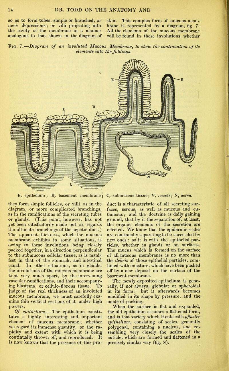 so as to form tubes, simple or branched, or skin. This complex form of mucous mem- mere depressions; or villi projecting into brane is represented by a diagram, fig. 7. the cavity of the membrane in a manner All the elements of the mucous membrane analogous to that shown in the diagram of will be found in these involutions, whether Fig. 7.—Diagram of an involuted Mucous Membrane, to shew the continuation of its elements into the foldings. they form simple follicles, or villi, as in the diagram, or more complicated branchings, as in the ramifications of the secreting tubes or glands. (This point, however, has not yet been satisfactorily made out as regards the ultimate branchings of the hepatic duct.) The apparent thickness, which the mucous membrane exhibits in some situations, is owing to these involutions being closely packed together, in a direction perpendicular to the submucous cellular tissue, as is mani- fest in that of the stomach, and intestinal canal. In other situations, as in glands, the involutions of the mucous membrane are kept very much apart, by the intervening vascular ramifications, and their accompany- ing blastema, or cellulo-fibrous tissue. To judge of the real thickness of an involuted mucous membrane, we must carefully exa- mine thin vertical sections of it under high powers. Of epithelium.—The epithelium consti- tutes a highly interesting and important element of mucous membrane; whether we regard its immense quantity, or the ra- pidity and extent with which it is being continually thrown off, and reproduced. It is now known that the presence of this pro- duct is a characteristic of all secreting sur- faces, serous, as well as mucous and cu- taneous ; and the doctrine is daily gaining ground, that by it the separation of, at least, the organic elements of the secretion are effected. We know that the epidermic scales are continually separating to be succeeded by new ones : so it is with the epithelial par- ticles, whether in glands or on surfaces. The mucus which is formed on the surface of all mucous membranes is no more than the debris of those epithelial particles, com- bined with moisture, which have been pushed off by a new deposit on the surface of the basement membrane. The newly deposited epithelium is gene- rally, if not always, globular or spheroidal in its form; but it afterwards becomes modified in its shape by pressure, and the mode of packing. When the surface is flat and expanded, the old epithelium assumes a flattened form, and is that variety which Henle callspflaster epithelium, consisting of scales, generally polygonal, containing a nucleus, and re- sembling very closely the scales of the cuticle, which are formed and flattened in a precisely similar way (fig. 8).