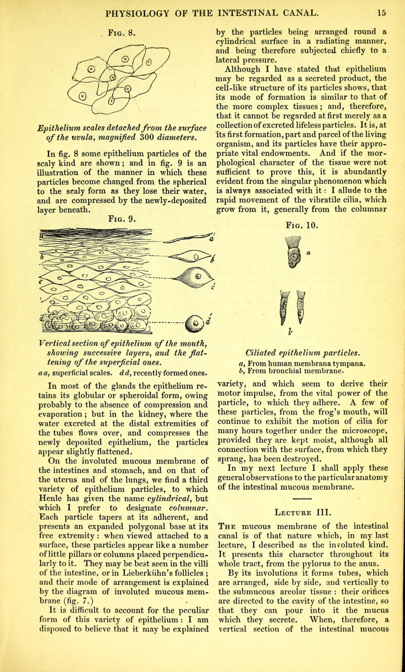 Fig. 8. Epithelium scales detached from the surface of the uvula, magnified 300 diameters. In fig. 8 some epithelium particles of the scaly kind are shown; and in fig. 9 is an illustration of the manner in which these particles become changed from the spherical to the scaly form as they lose their water, and are compressed by the newly-deposited layer beneath. Fig. 9. Vertical section of epithelium of the mouth, showing successive layers, and the fat- tening of the superficial ones, aa, superficial scales, dd, recently formed ones. In most of the glands the epithelium re- tains its globular or spheroidal form, owing probably to the absence of compression and evaporation; but in the kidney, where the water excreted at the distal extremities of the tubes flows over, and compresses the newly deposited epithelium, the particles appear slightly flattened. On the involuted mucous membrane of the intestines and stomach, and on that of the uterus and of the lungs, we find a third variety of epithelium particles, to which Henle has given the name cylindrical, but which I prefer to designate columnar. Each particle tapers at its adherent, and presents an expanded polygonal base at its free extremity: when viewed attached to a surface, these particles appear like a number of little pillars or columns placed perpendicu- larly to it. They may be best seen in the villi of the intestine, or in Lieberkiihn’s follicles ; and their mode of arrangement is explained by the diagram of involuted mucous mem- brane (fig. 7.) It is difficult to account for the peculiar form of this variety of epithelium: I am disposed to believe that it may be explained by the particles being arranged round a cylindrical surface in a radiating manner, and being therefore subjected chiefly to a lateral pressure. Although I have stated that epithelium may be regarded as a secreted product, the cell-like structure of its particles shows, that its mode of formation is similar to that of the more complex tissues; and, therefore, that it cannot be regarded at first merely as a collection of excreted lifeless particles. It is, at its first formation, part and parcel of the living organism, and its particles have their appro- priate vital endowments. And if the mor- phological character of the tissue were not sufficient to prove this, it is abundantly evident from the singular phenomenon which is always associated with it: I allude to the rapid movement of the vibratile cilia, which grow from it, generally from the columnar Fig. 10. I Ciliated epithelium particles. a, From human membrana tympana. b, From bronchial membrane. variety, and which seem to derive their motor impulse, from the vital power of the particle, to which they adhere. A few of these particles, from the frog’s mouth, will continue to exhibit the motion of cilia for many hours together under the microscope, provided they are kept moist, although all connection with the surface, from which they sprang, has been destroyed. In my next lecture I shall apply these general observations to the particular anatomy of the intestinal mucous membrane. Lecture III. The mucous membrane of the intestinal canal is of that nature which, in my last lecture, I described as the involuted kind. It presents this character throughout its whole tract, from the pylorus to the anus. By its involutions it forms tubes, which are arranged, side by side, and vertically to the submucous areolar tissue : their orifices are directed to the cavity of the intestine, so that they can pour into it the mucus which they secrete. When, therefore, a vertical section of the intestinal mucous