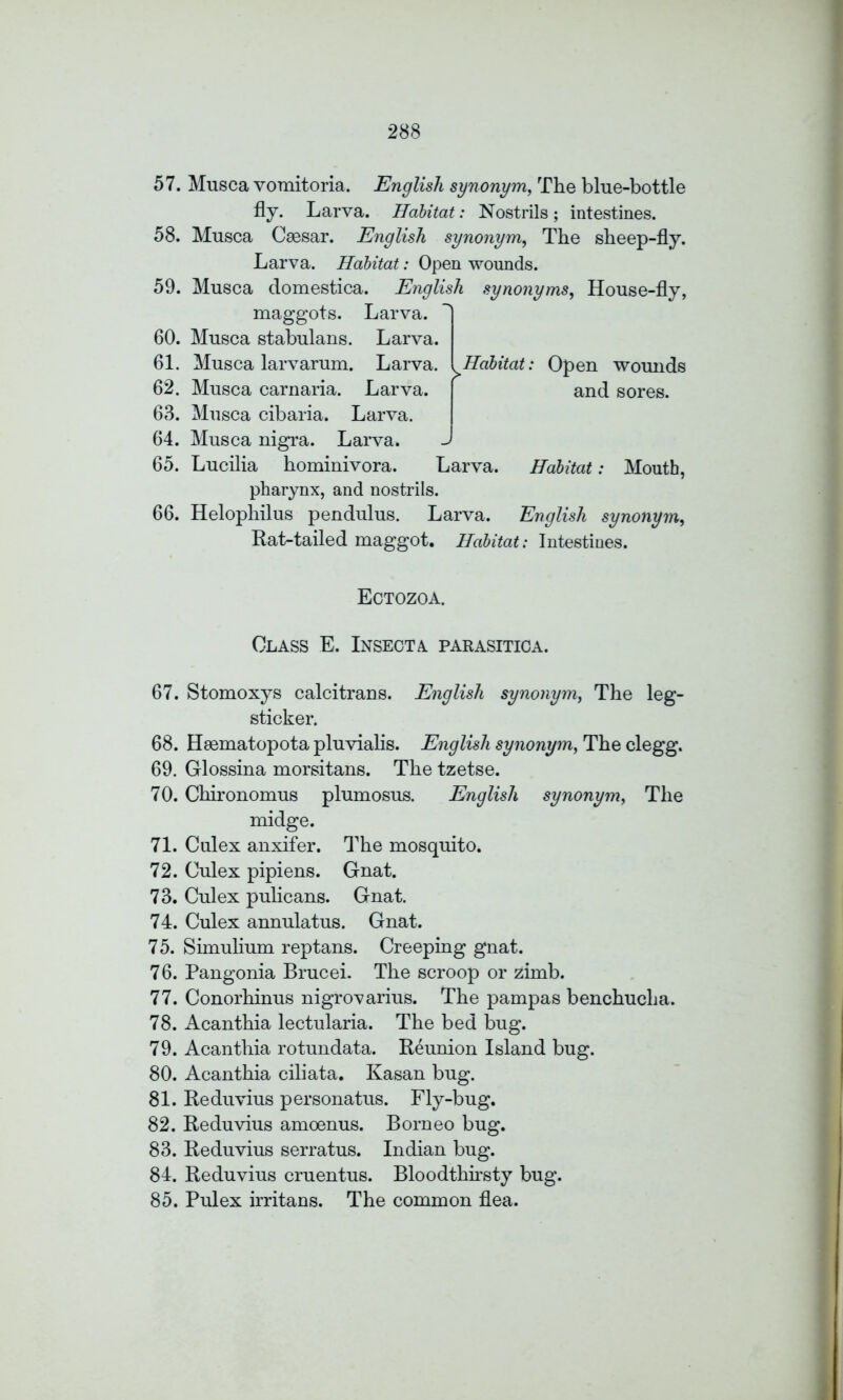 57. Musca vomitoria. English synonym, The blue-bottle fly. Larva. Habitat: Nostrils ; intestines. 58. Musca Csesar. English synonym, The sheep-fly. Larva. Habitat: Open wounds. 59. Musca domestica. English synonyms, House-fly, maggots. Larva. Larva. Larva. I Habitat: Open wounds Larva. and sores. Larva. Larva. 60. Musca stabulans. 61. Musca larvarum. 62. Musca carnaria. 63. Musca cibaria 64. Musca nigra. Habitat: Mouth, 65. Lucilia hominivora. Larva. pharynx, and nostrils. 66. Helophilus pendulus. Larva. English synonym, Rat-tailed maggot. Habitat; Intestines. Ectozoa. Class E. Insegta parasitica. 67. Stomoxys calcitrans. English synonym, The leg- sticker. 68. Hsematopota pluvialis. English synonym, The clegg. 69. Glossina morsitans. The tzetse. 70. Chironomus plumosus. English synonym, The midge. 71. Culex anxifer. The mosquito. 72. Culex pipiens. Gnat. 73. Culex pulicans. Gnat. 74. Culex annulatus. Gnat. 75. Simulium reptans. Creeping gnat. 76. Pangonia Brucei. The scroop or zimb. 77. Conorhinus nigrovarius. The pampas benchucha. 78. Acanthia lectularia. The bed bug. 79. Acanthia rotundata. Reunion Island bug. 80. Acanthia ciliata. Kasan bug. 81. Reduvius personatus. Fly-bug. 82. Reduvius amoenus. Borneo bug. 83. Reduvius serratus. Indian bug. 84. Reduvius cruentus. Bloodthirsty bug. 85. Pulex irritans. The common flea.