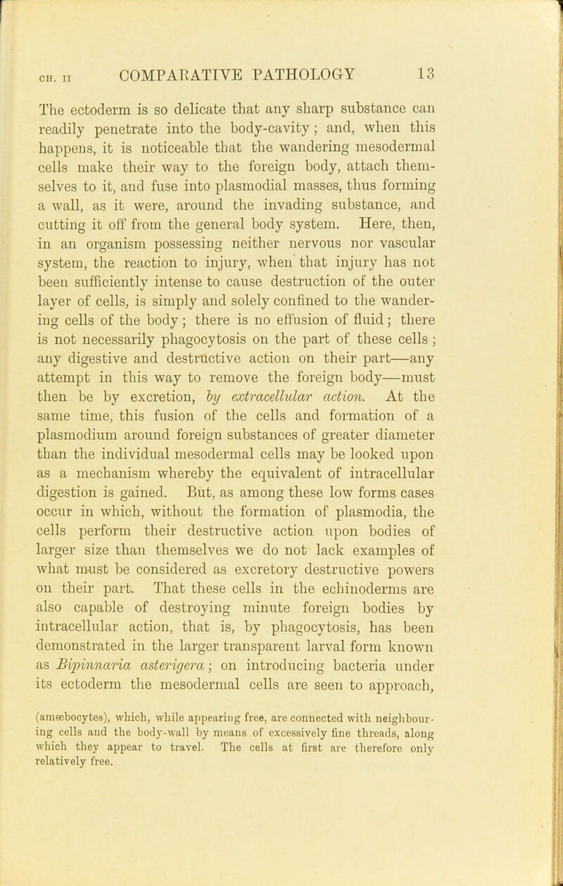 The ectoderm is so delicate that any sharp substance can readily penetrate into the body-cavity; and, when this happens, it is noticeable that the wandering mesodermal cells make their way to the foreign body, attach them- selves to it, and fuse into plasmodial masses, thus forming a wall, as it were, around the invading substance, and cutting it off from the general body system. Here, then, in an organism possessing neither nervous nor vascular system, the reaction to injury, when that injury has not been sufficiently intense to cause destruction of the outer layer of cells, is simply and solely confined to the wander- ing cells of the body; there is no effusion of fluid; there is not necessarily phagocytosis on the part of these cells ; any digestive and destructive action on their part—any attempt in this way to remove the foreign body—must then be by excretion, by extracellular action. At the same time, this fusion of the cells and formation of a plasmodium around foreign substances of greater diameter than the individual mesodermal cells may be looked upon as a mechanism whereby the equivalent of intracellular digestion is gained. But, as among these low forms cases occur in which, without the formation of plasmodia, the cells perform their destructive action upon bodies of larger size than themselves we do not lack examples of what must be considered as excretory destructive powers on their part. That these cells in the echinoderms are also capable of destroying minute foreign bodies by intracellular action, that is, by phagocytosis, has been demonstrated in the larger transparent larval form known as Bipinnaria asterigera; on introducing bacteria under its ectoderm the mesodermal cells are seen to approach, (ameebocytes), which, while appearing free, are connected with neighbour- ing cells and the body-wall by means of excessively fine threads, along which they appear to travel. The cells at first are therefore only relatively free.