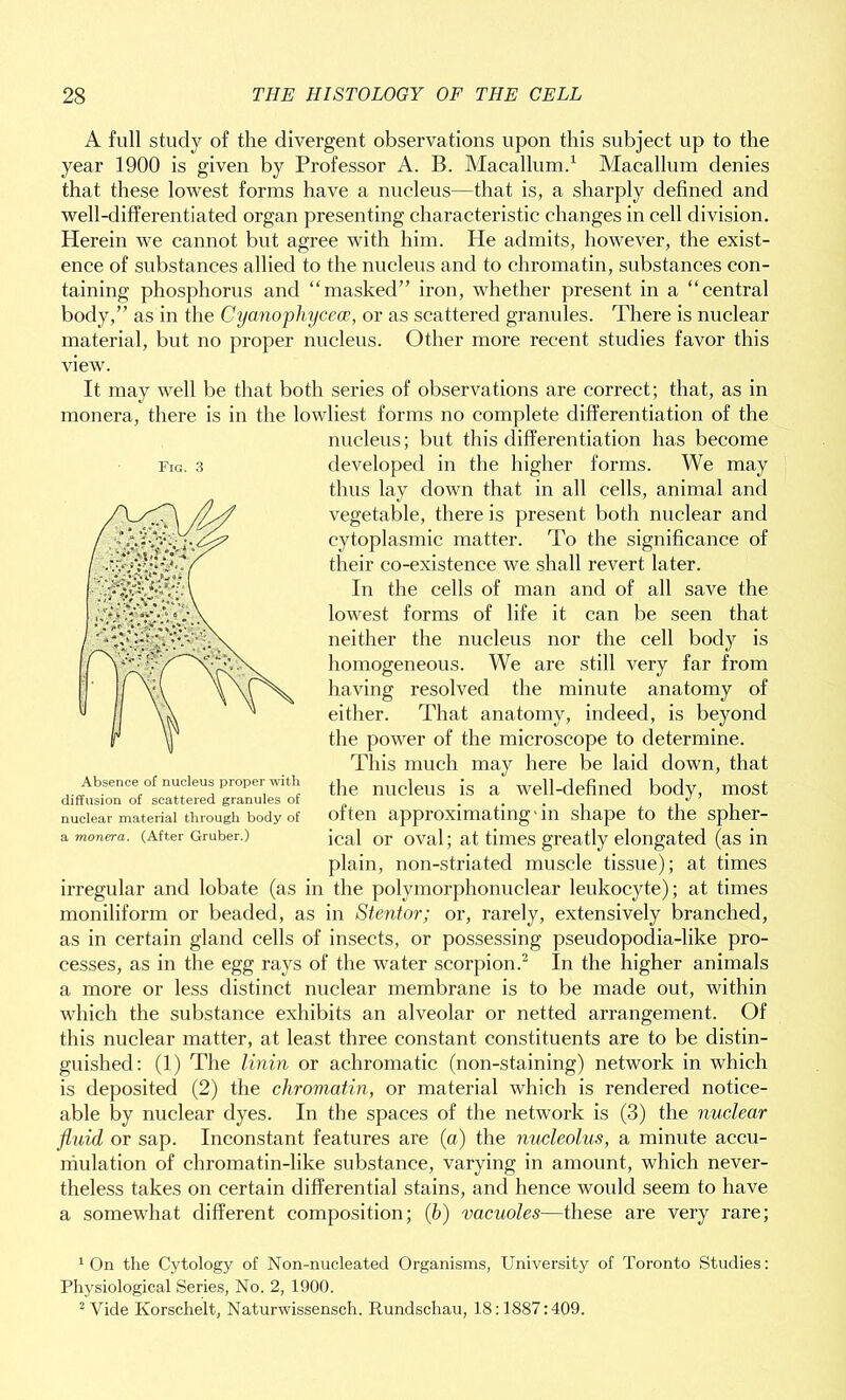 A full study of the divergent observations upon this subject up to the year 1900 is given by Professor A. B. Macallum.1 Macallum denies that these lowest forms have a nucleus—that is, a sharply defined and well-differentiated organ presenting characteristic changes in cell division. Herein we cannot but agree with him. He admits, however, the exist- ence of substances allied to the nucleus and to chromatin, substances con- taining phosphorus and “masked” iron, whether present in a “central body,” as in the Cyanophycece, or as scattered granules. There is nuclear material, but no proper nucleus. Other more recent studies favor this view. It may well be that both series of observations are correct; that, as in monera, there is in the lowliest forms no complete differentiation of the nucleus; but this differentiation has become developed in the higher forms. We may thus lay down that in all cells, animal and vegetable, there is present both nuclear and cytoplasmic matter. To the significance of their co-existence we shall revert later. In the cells of man and of all save the lowest forms of life it can be seen that neither the nucleus nor the cell body is homogeneous. We are still very far from having resolved the minute anatomy of either. That anatomy, indeed, is beyond the power of the microscope to determine. This much may here be laid down, that the nucleus is a well-defined body, most often approximating'in shape to the spher- ical or oval; at times greatly elongated (as in plain, non-striated muscle tissue); at times irregular and lobate (as in the polymorphonuclear leukocyte); at times moniliform or beaded, as in Stentor; or, rarely, extensively branched, as in certain gland cells of insects, or possessing pseudopodia-like pro- cesses, as in the egg rays of the water scorpion.2 In the higher animals a more or less distinct nuclear membrane is to be made out, within which the substance exhibits an alveolar or netted arrangement. Of this nuclear matter, at least three constant constituents are to be distin- guished: (1) The linin or achromatic (non-staining) network in which is deposited (2) the chromatin, or material which is x-endered notice- able by nuclear dyes. In the spaces of the network is (3) the nuclear fluid or sap. Inconstant features are (a) the nucleolus, a minute accu- mulation of chromatin-like substance, varying in amount, which never- theless takes on certain differential stains, and hence would seem to have a somewhat different composition; (b) vacuoles—these are vexy i-are; 1 On the Cytology of Non-nucleated Organisms, University of Toronto Studies: Physiological Series, No. 2, 1900. 2 Vide Korschelt, Naturwissensch. Rundschau, 18:1887:409. Fig. 3 Absence of nucleus proper with diffusion of scattered granules of nuclear material through body of a monera. (After Gruber.)