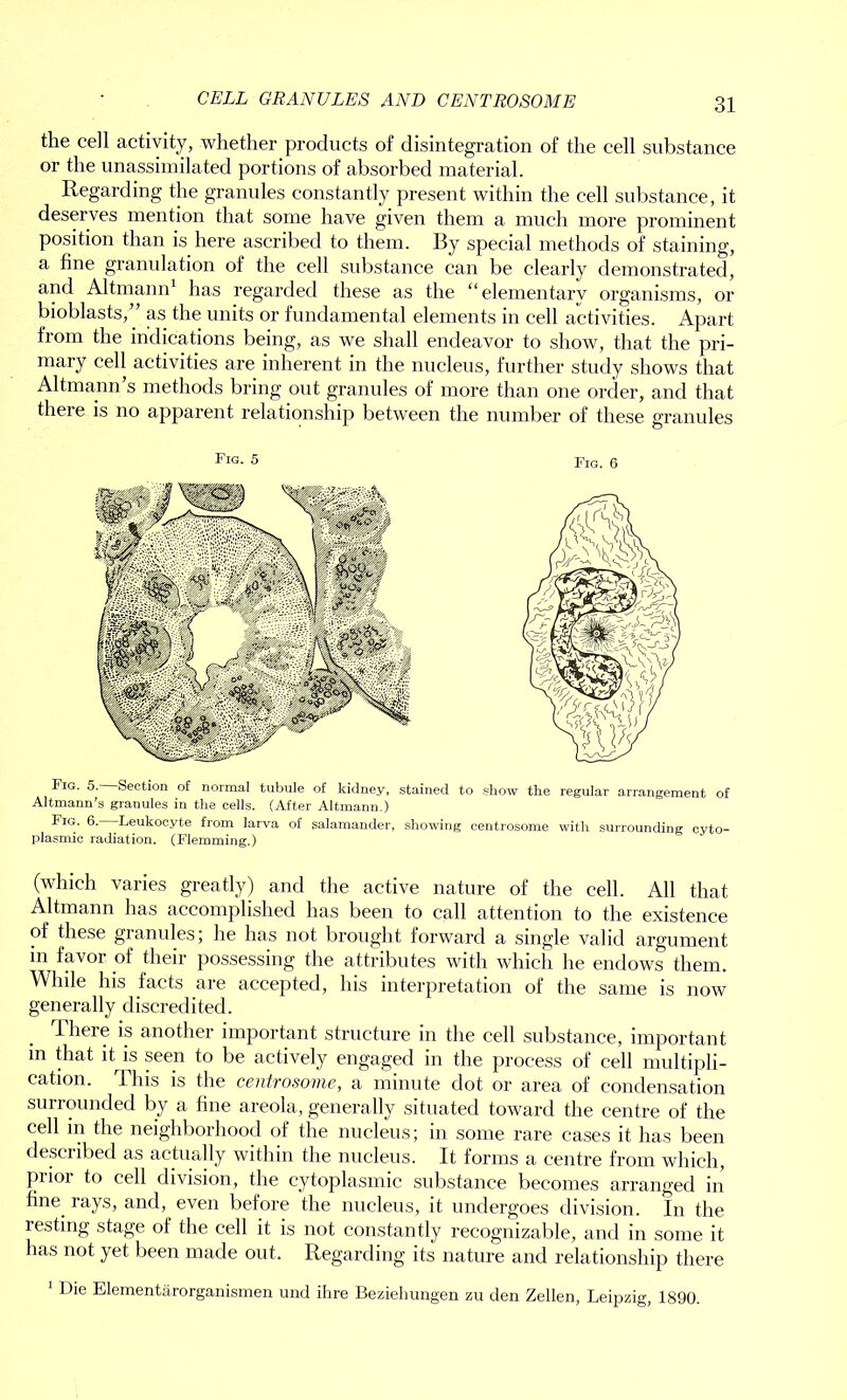 the cell activity, whether products of disintegration of the cell substance or the unassimilated portions of absorbed material. Regarding the granules constantly present within the cell substance, it deserves mention that some have given them a much more prominent position than is here ascribed to them. By special methods of staining, a fine granulation of the cell substance can be clearly demonstrated, and Altmann1 has regarded these as the “elementary organisms, or bioblasts,” as the units or fundamental elements in cell activities. Apart from the indications being, as we shall endeavor to show, that the pri- mary cell activities are inherent in the nucleus, further study shows that Altmann’s methods bring out granules of more than one order, and that there is no apparent relationship between the number of these granules Fig. 5 Fig. 6 Fig. 5. Section of normal tubule of kidney, stained to show the regular arrangement of Altmann’s granules in the cells. (After Altmann.) Fig. 6. Leukocyte from larva of salamander, showing centrosome with surrounding cyto- plasmic radiation. (Flemming.) (which varies greatly) and the active nature of the cell. All that Altmann has accomplished has been to call attention to the existence of these granules; he has not brought forward a single valid argument in favor of their possessing the attributes with which he endows them. While his facts are accepted, his interpretation of the same is now generally discredited. Iheie is another important structure in the cell substance, important in that it is seen to be actively engaged in the process of cell multipli- cation. This is the centrosome, a minute dot or area of condensation surrounded by a fine areola, generally situated toward the centre of the cell in the neighborhood of the nucleus; in some rare cases it has been described as actually within the nucleus. It forms a centre from which, piioi to cell division, the cytoplasmic substance becomes arranged in fine, rays, and, even before the nucleus, it undergoes division. In the resting stage of the cell it is not constantly recognizable, and in some it has not yet been made out. Regarding its nature and relationship there 1 Die Elementarorganismen und ihre Beziehungen zu den Zellen, Leipzig, 1890.