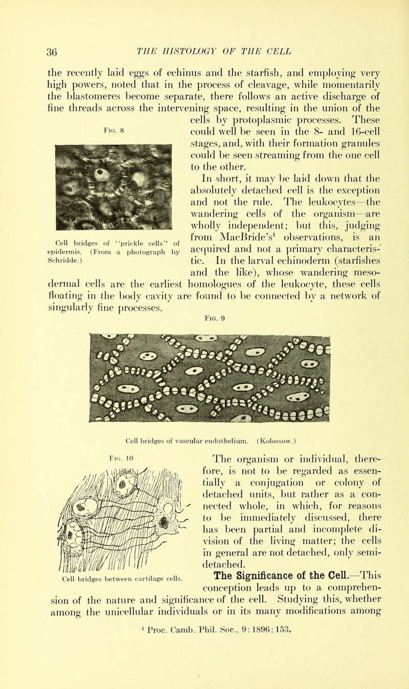 the recently laid eggs of echinus and the starfish, and employing very high powers, noted that in the process of cleavage, while momentarily the blastomeres become separate, there follows an active discharge of fine threads across the intervening space, resulting in the union of the cells by protoplasmic processes. These could well be seen in the 8- and 16-cell stages, and, with their formation granules could be seen streaming from the one cell to the other. In short, it may be laid down that the absolutely detached cell is the exception and not the rule. The leukocytes—the wandering cells of the organism—are wholly independent; but this, judging from MacBride’s^ oljservations, is an acquired and not a primary characteris- tic. In the larval echinoderm (starfishes and the like), whose wandering meso- dei’inal cells are the earliest homolognes of the leukocyte, these cells floating in the body cavity are found to l)e connected by a network of singularly fine processes. Fig. 9 Fig. 8 Cell bridges of “prickle cells” of epidermis. (From a photograph by Schridde.) Cell bridges of vascular endothelium. (Kolossow.) 10 The organism or individual, there- fore, is not to be regarded as essen- tially a conjugation or colony of detached units, but rather as a con- nected whole, in which, for reasons to Ite immediately discussed, there has been partial and incomplete di- vision of the living matter; the cells in general are not detached, only semi- detached. The Significance of the Cell.—This conception leads np to a comprehen- sion of the nature and significance of the cell. Studying this, whether among the unicellular individuals or in its many modifications among 1 Proc. Camb. Phil. Soc., 9; 1896; 153. Cell bridges between cartilage cells.