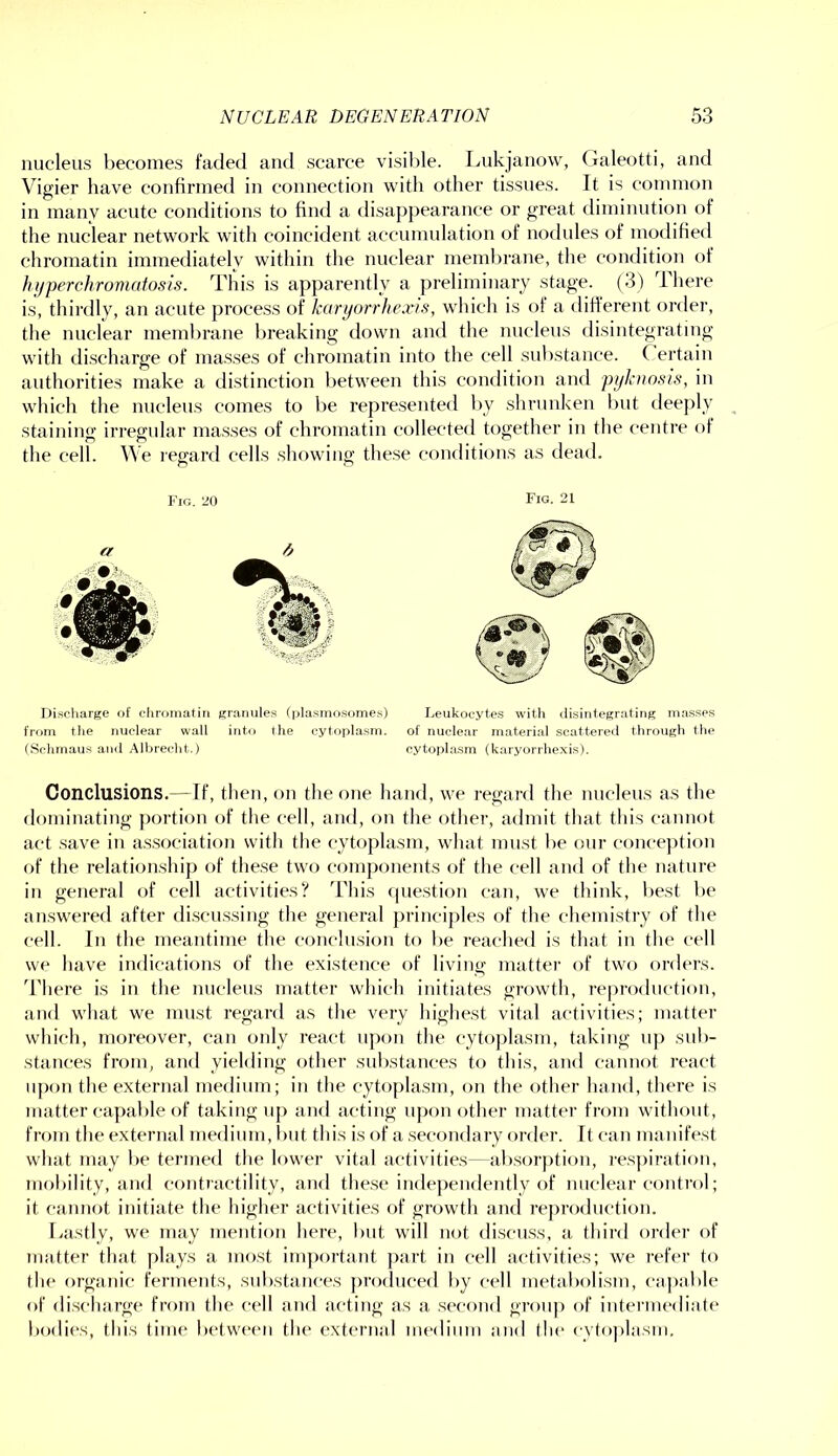 nucleus becomes faded and scarce visible. Lukjanow, Galeotti, and Vigier have confirmed in connection with other tissues. It is common in many acute conditions to find a disappearance or great diminution of the nuclear network with coincident accunudation of nodides of modified chromatin immediately within the nuclear membrane, the condition of hfjperchromatosis. This is apparently a preliminary stage. (3) dhere is, thirdly, an acute process of karyorrhexis, which is of a diff erent order, the nuclear membrane breaking down and the nucleus disintegrating with discharge of masses of chromatin into the cell substance. C ertain authorities make a distinction between this condition and pykiwsis, in which the nucleus comes to be representefl l)y shrunken but deeply stainino; irregular masses of chromatin collected together in the centre of the cell. We regard cells showing these conditions as dead. Fig. liO Fig. 21 Discharge of chromatin granules (plasmosomes) Leukocytes with disintegrating masses from the nuclear wall into the cytttplasm. of nuclear material scattered through the (Schmaus and Albreclit.) cytoplasm (karyorrhexis). Conclusions.—If, then, on the one hand, we regard the nucleus as the dominating portion of the cell, and, on the otlier, admit that this cannot act .save in as.sociation with the cytoplasm, what must be our conception of tlie relationship of these two components of the cell and of the nature in general of cell activities? This question can, we think, liest be answered after di.scussing the general principles of the chemistry of the cell. In the meantime the conclusion to lie reached is that in the cell we have indications of the existence of living matter of two orders. There is in the nucleus matter which initiates growth, reproduction, and what we must regard as the very highest vital activities; matter which, moreover, can only react upon the cytoplasm, taking up sub- stances from, and yielding other substances to this, and cannot react upon the external medium; in the cytoplasm, on the other hand, there is matter capable of taking up and acting ujjon other matter from without, from the external medium, but this is of a secondary order. It can manifest what may be termed the lower vital activities—absorption, respiration, mobility, and contractility, and the,se independently of nuclear control; it cannot initiate the higher activities of growth and reproduction. Lastly, we may mention here, but will not discu.ss, a third order of matter that plays a most important part in cell activities; we i-efer to the organic ferments, substances produced by cell metabolism, capable of discharge from the cell and acting as a second group of intermediate bodies, this time between the extcriKil medium and the cytoplasm.