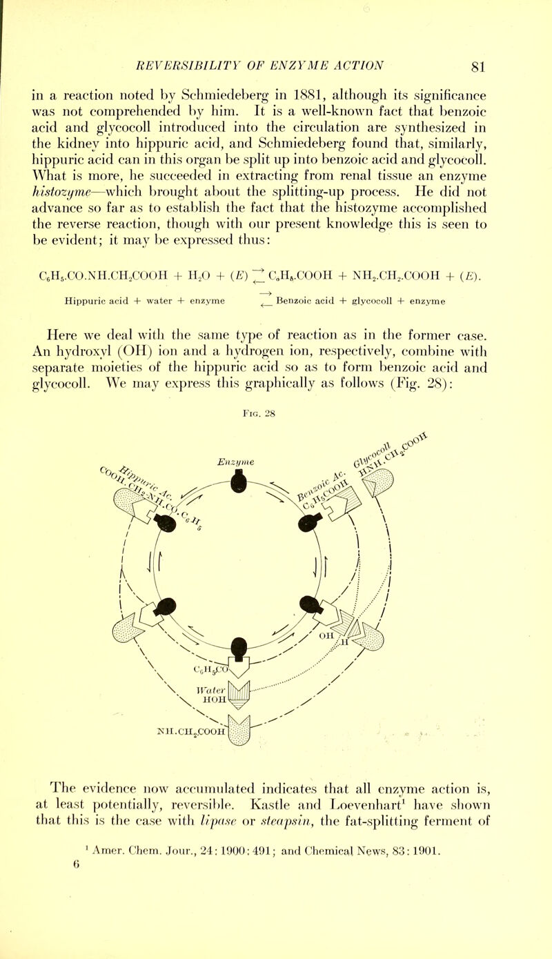 in a reaction noted l)y Schiniedeberg in 1881, although its significance was not comprehended hy him. It is a well-known fact that benzoic acid and glycocoll introduced into the circulation are .synthesized in the kidney into hippuric acid, and Schmiedeberg found that, similarly, hippuric acid can in this organ be split up into benzoic acid and glycocoll. What is more, he succeeded in e.xtracting from renal tissue an enzyme histozyme—which brought about the .splitting-up process. He did not advance so far as to establish the fact that the histozyme accomplished the reverse reaction, though with our present knowledge this is seen to be evident; it may be expres-sed thus: Celb.CO.NII.CIbCOOH + IkO + (A’) ;^aHs.COOH + NIk.CH.,.C()OH + {E). Hippuric acid + water + enzyme ^ Benzoic acid + glycocoll + enzyme Here we deal with the same type of reaction as in the former case. An hydroxyl (OH) ion and a hydrogen ion, respectively, combine with separate moieties of the hippuric acid so as to form benzoic acid and glycocoll. We may express this graphically as follows (Fig. 28): Fig. 28 The evidence now accumulated indicates that all enzyme action is, at least potentially, reversible. Kastle and Tmevenhart' have .shown that this is the case with lipase or sfeapsin, the fat-.splitting ferment of ’ Amer. Chem. .Jour., 24; 1900: 491; and Cliemical News, 83:1901. 6