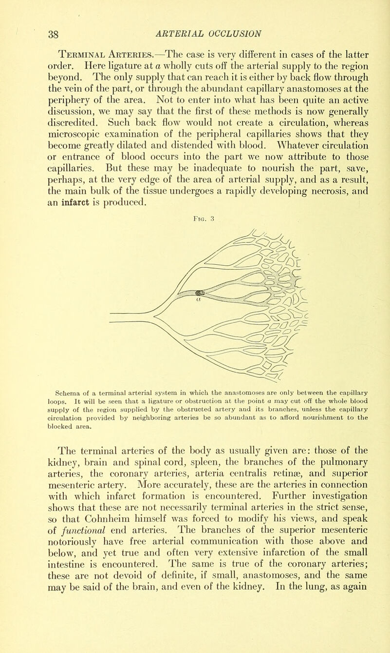 Terminal Arteries.—The case is very different in cases of the latter order. Here ligature at a wholly cuts off the arterial supply to the region beyond. The only supply that can reach it is either by back flow through the vein of the part, or through the abundant capillary anastomoses at the periphery of the area. Not to enter into what has been quite an active discussion, we may say that the first of these methods is now generally discredited. Such back flow would not create a circulation, whereas microscopic examination of the peripheral capillaries shows that they become greatly dilated and distended with blood. Whatever circulation or entrance of blood occurs into the part we now attribute to those capillaries. But these may be inadequate to nourish the part, save, perhaps, at the very edge of the area of arterial supply, and as a result, the main bulk of the tissue undergoes a rapidly developing necrosis, and an infarct is produced. Fig. 3 Schema of a terminal arterial system in which the anastomoses are only between the capillary loops. It will be seen that a ligature or obstruction at the point a may cut off the whole blood supply of the region supplied by the obstructed artery and its branches, unless the capillary circulation provided by neighboring arteries be so abundant as to afford nourishment to the blocked area. The terminal arteries of the body as usually given are: those of the kidney, brain and spinal cord, spleen, the branches of the pulmonary arteries, the coronary arteries, arteria centralis retinae, and superior mesenteric artery. More accurately, these are the arteries in connection with which infarct formation is encountered. Further investigation shows that these are not necessarily terminal arteries in the strict sense, so that Cohnheim himself was forced to modify his views, and speak of functional end arteries. The branches of the superior mesenteric notoriously have free arterial communication with those above and below, and yet true and often very extensive infarction of the small intestine is encountered. The same is true of the coronary arteries; these are not devoid of definite, if small, anastomoses, and the same may be said of the brain, and even of the kidney. In the lung, as again