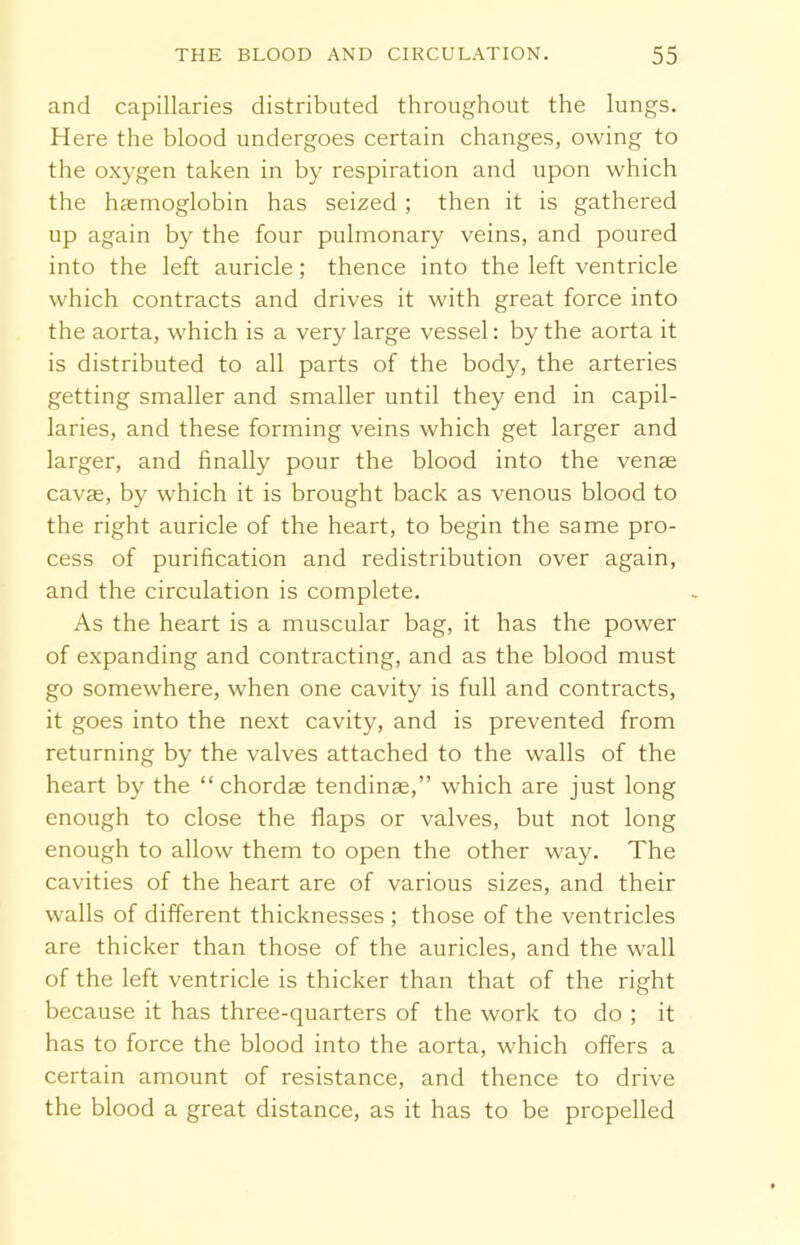 and capillaries distributed throughout the lungs. Here the blood undergoes certain changes, owing to the oxygen taken in by respiration and upon which the haemoglobin has seized ; then it is gathered up again by the four pulmonary veins, and poured into the left auricle; thence into the left ventricle which contracts and drives it with great force into the aorta, which is a very large vessel: by the aorta it is distributed to all parts of the body, the arteries getting smaller and smaller until they end in capil- laries, and these forming veins which get larger and larger, and finally pour the blood into the venae cavae, by which it is brought back as venous blood to the right auricle of the heart, to begin the same pro- cess of purification and redistribution over again, and the circulation is complete. As the heart is a muscular bag, it has the power of expanding and contracting, and as the blood must go somewhere, when one cavity is full and contracts, it goes into the next cavity, and is prevented from returning by the valves attached to the walls of the heart by the “chordae tendinae,” which are just long enough to close the flaps or valves, but not long enough to allow them to open the other way. The cavities of the heart are of various sizes, and their walls of different thicknesses ; those of the ventricles are thicker than those of the auricles, and the wall of the left ventricle is thicker than that of the right because it has three-quarters of the work to do ; it has to force the blood into the aorta, which offers a certain amount of resistance, and thence to drive the blood a great distance, as it has to be propelled