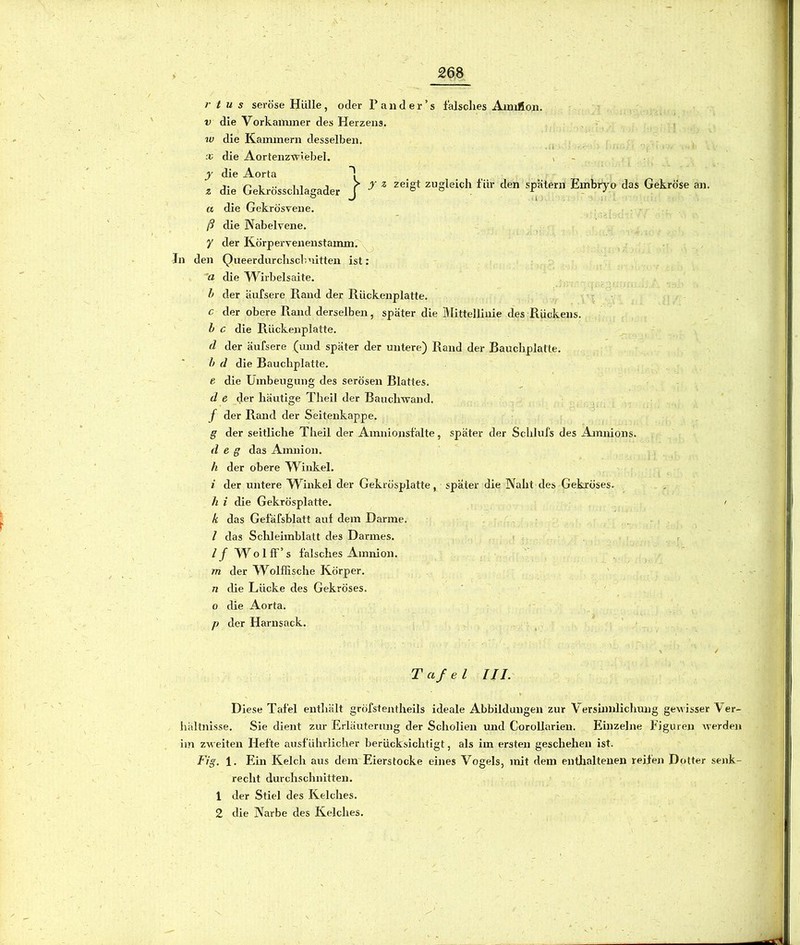 z tus seröse Hülle, oder Pan der’s falsches Aimflon. die VorkaiTuner des Herzens. . r > die Kammern desselben. .U ■ ■ : die Aortenzwiebel. i die Aorta ! die Gekrösschlagader J ^ ^ zugleich für den spatem Embryo das Gekröse an. a die Gekrösvene. ß die Nabelrene. y der Körpervenenstamm. In den Qneerdurchscbnitten ist: a die W^irbelsaite. h der äufsere Rand der Rückenplatte. c der obere Rand derselben, später die Mittellinie des Rückens. h c die Rückenplatte. d der äufsere (und später der untere) Rand der Bauchplatte. h d die Bauchplatte, e die Umbeugung des serösen Blattes. d e der häutige Theil der Bauchwand. , / der Rand der Seitenkappe. g der seitliche Theil der Amnionsfalte, später der Schlufs des Amnions. d e g das Amnion. h der obere TV’^inkel. i der untere TTinkel der Gekrösplatte, später die Naht des Gekröses. h i die Gekrösplatte. k das Gefäfsblatt auf dem Darme. / das Sclüeimblatt des Darmes. i r / f TT o 1 ff’ s falsches Amnion. m der Wolffische Körper. n die Lücke des Gekröses. 0 die Aorta. p der Harnsack. Tafel III. Diese Tafel enthält gröfstentheils ideale Abbildungen zur Versinnlichung gewisser Ver- hältnisse. Sie dient zur Erläuterung der Scholien und CoroUarien. Einzelne Figuren werden im zsseiten Hefte ausführlicher berücksichtigt, als im ersten geschehen ist. Fig. 1. Ein Kelch aus dem Eierstocke eines Vogels, mit dem entlialtenen reiten Dotter senk- recht durchschnitten. 1 der Stiel des Kelches. 2 die Narbe des Kelches.