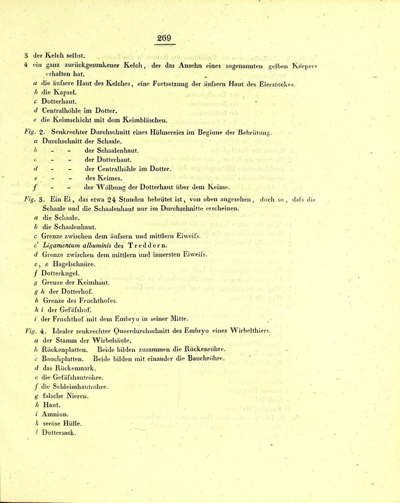 3 der Kelch selbst. . / , 4 eia gaaz zurückgesunkeuer Kelch, der das Aiisehn eines sogenannten gelben Körpers (rhalten hat. a die äufsere Haut des Kelches, eine Fortsetzung der äufsern Haut des Eierstockes. h die Kapsel. c Dotterhaut. d Centrallröhle im Dotter. e, die Keiinschicht mit dem Keimbläschen. doclr Fzg’. 2. Senkrechter Durchschnitt emes Hühnereies im Beginne der Bebrütung a Durchscimitt der Schaale. h - - der Schaalenhaut. c - - der Dotter haut. d - - der CentraUiöhle im Dotter. t - - des Keimes. f - - der Wölbung der Dotterhant über dem Keime. Fig. 3. Ein Ei, das etwa 24 Stunden bebrütet ist, von oben angesehen, Schaale und die Schaalenhaut nur im Durchschnitte erscheinen. h die Schaalenhaut. c Grenze zwischen dem äufsern und mittlern Eiweifs. c Ligamentumalbuminisd.es Treddern. d Grenze zAvischen dem mittlern und innersten Eiweils. e, e Hagelsclmüre. / Dotterkugel. g Grenze der Keiinhaut. g h der Dotterhof. h Grenze des Frachthofes. h i der Gefäfshof. i der Fruchthof mit dem Embryo in seiner IVIitle. a der Staiiun der W^irbelsäule. h Rückenplatten. Beide bilden zusammen die Rückenröhre. c Bauchplatten. Beide bilden mit einander die Bauchröhre. d das Rückenmark. e die Gefäfshautröhre. / die Schleimhautröhre. g falsche Nieren. h Haut. i Amnion. k seröse Hülle. l Dottersack. da(s die
