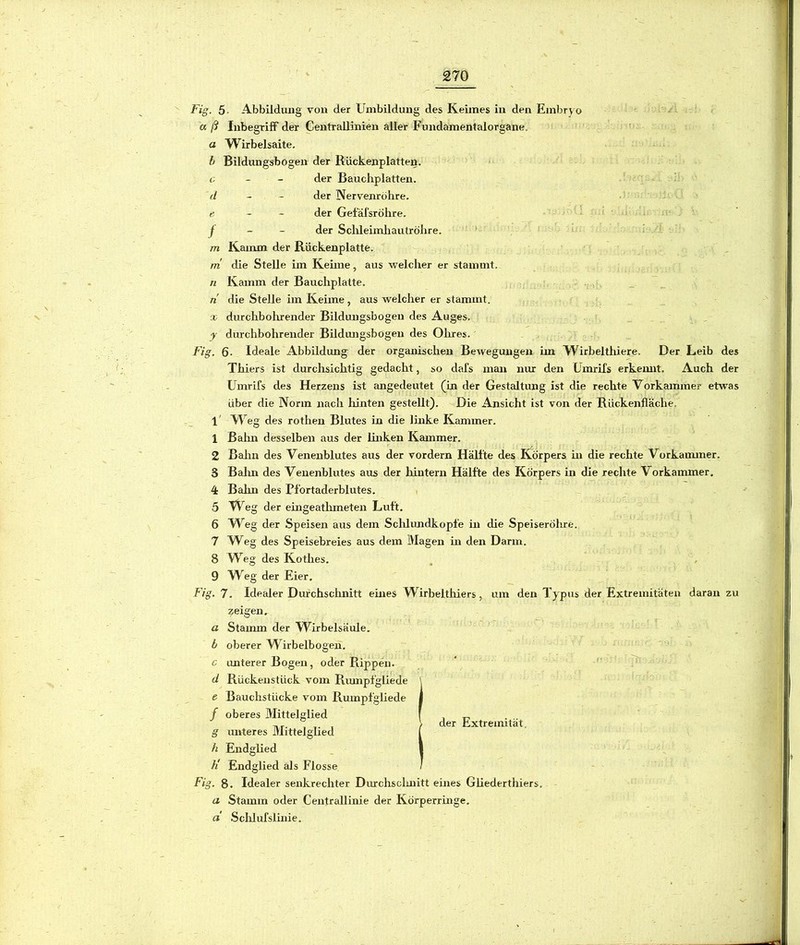 Fig. 5- Abbildung von der Umbildung des Keimes in den Embryo '■ aß Inbegriff der Centrallinien aller Fundamentalorgane.  a Wirbelsaite. h Bildungsbogen der Rückenplatten. c - - der Bauchplatten. d - - der Nervenrölire. ;.u e. - - der Gefäfsröhre. f - - <ier Sclüeimliautröhre. m Kamm der Rückenplatte. m die Stelle im Keime, aus welcher er stammt. n Kamm der Bauchplatte. n die Stelle im Keime, aus welcher er stammt. X durchbolirender Bildungsbogen des Auges. f durchbolirender Bildmigsbogen des Olires. Fig. 6- Ideale Abbildung der organischen Bewegungen im Wirbelthiere. Der Leib des Thiers ist durchsichtig gedacht, so dafs man nur den Umrifs erkemit. Auch der Umrifs des Herzens ist angedeutet (in der Gestaltung ist die rechte Vorkammer etwas über die Norm nach liinten gestellt). Die Ansicht ist von der Rückenfläche, l' Weg des rotlien Blutes in die linke Kammer. 1 Bahn desselben aus der Unken Kammer. ^ 2 Balm des Venenblutes aus der vordem Hälfte des Körpers in die rechte Vorkammer. 3 Balm des Venenblutes aus der lüntern Hälfte des Körpers in die rechte Vorkammer. 4 Bahn des Pfortaderblutes. i 5 Weg der eingeathmeten Luft. 6 TUeg der Speisen aus dem Sclümidkopfe in die Speiseröhre. 7 W^eg des Speisebreies aus dem Magen in den Darm. 8 TV’^eg des Kothes. 9 W^eg der Eier. Fig. 7. Idealer Durchsclmitt eines Wirbelthiers, um den Typus der Extremitäten daran zu zeigen, a Stamm der Wirbelsäule. Ä oberer VTirbelbogen. c unterer Bogen, oder Rippen. d Rückenstück vom Rumpfgliede e Bauchstücke vom Rumpfgliede / oberes Mittelglied g miteres MittelgUed h Endglied h' Endglied als Flosse Fig. 8. Idealer senkrechter Durchsclmitt eines GUederthiers. a Stamm oder Centrallinie der Körperringe. a Sclüufslinie. der Extremität.