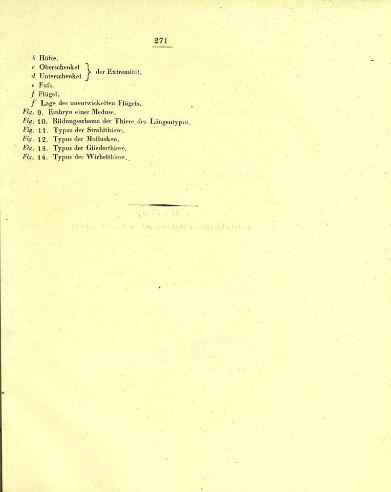 b Hüfte. c Oberschenkel (I Unterschenkel t Ful's. / Flügel. f Lage des unentwickelten Flügels. Fig. 9. Embryo einer Meduse. Fig. 10. Bildmigsscheina der Thiere.des Langentypus Fig. 11. Typus der Strahltiiiere. Fjg. 12. Typus der Mollusken. Fig. 13. Typus der Gliederthiere. Fig, 14. Typus der TVirbelthiere. I