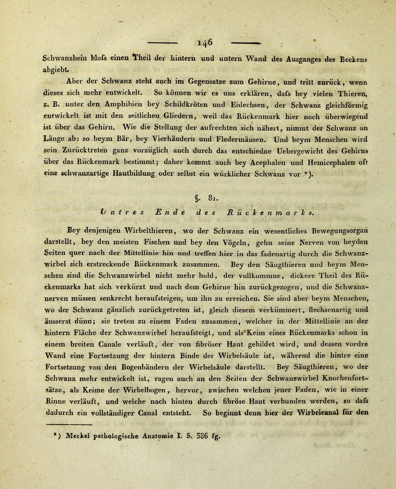 Schwanzbein blofs einen Theil der hintern und untern Wand des Ausganges des Beckens abgiebt. Aber der Schwanz steht auch im Gegensätze zum Gehirne, und tritt zurück, wenn dieses sich mehr entwickelt. So können wir es uns erklären, dafs bey vielen Thieren, z. B. unter den Amphibien bey Schildkröten und Eidechsen, der Schwanz gleichförmig entwickelt ist mit den seitlichen Gliedern, weil das Rückenmark hier noch überwiegend ist über das Gehirn. Wie die Stellung der aufrechten sich nähert, nimmt der Schwanz an Länge ab: so beym Bär, bey Vierhändern und Fledermäusen. Und beym Menschen wird sein Zurücktreten ganz vorzüglich auch durch das entschiedne Uebergewicht des Gehirns über das Rückenmark bestimmt; daher kommt auch bey Acephalen und Hemicephalen oft eine schwanzartige Hautbildung oder selbst ein würklicher Schwanz vor *). §• 81. Jj n t r e s Ende des Rückenmarks. Bey denjenigen Wirbelthieren, wo der Schwanz ein wesentliches Bewegungsorgan darstellt, bey den meisten Fischen und bey den Vögeln, gehn seine Nerven von heyden Seiten quer nach der Mittellinie hin und treffen hier in das fadenartig durch die Schwanz- wirbel sich erstreckende Rückenmark zusammen. Bey den Säuglliieren und beym Men- schen sind die Schwanzwirbel nicht mehr hohl, der vollkommne, dickere Theil des Rü- ckenmarks hat sich verkürzt und nach dem Gehirne hin zurückgezogen, und die Schwanz- nerven müssen senkrecht heraufsteigen, um ihn zu erreichen. Sie sind aber beym Menschen, wo der Schwanz gänzlich zurückgetreten ist, gleich diesem verkümmert, flechsenartig und äusserst dünn; sie treten zu einem Faden zusammen, welcher in der Mittellinie an der hintern Fläche der Schwanzwirbel heraufsteigt, und als'Keim eines Rückenmarks schon in einem breiten Ganale verläuft, der von fibröser Haut gebildet wird, und dessen vordre Wand eine Fortsetzung der hintern Binde der Wirbelsäule ist, während die hinlre eine Fortsetzung von den Bogenbändern der Wirbelsäule darstellt. Bey Säugthieren, wo der Schwanz mehr entwickelt ist, ragen auch an den Seiten der Schwanzwirbel Knochenfort- sätze, als Keime der Wirbelbogen, hervor, zwischen welchen jener Faden, wie in einer Rinne verläuft, und welche nach hinten durch fibröse Haut verbunden werden, so dafs dadurch ein vollständiger Canal entsteht. So beginnt denn hier der Wirbeleanal für den