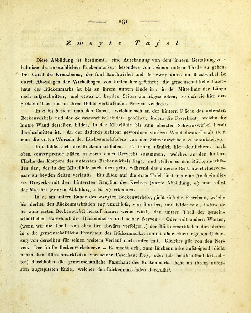 231 Z w e y t e Tafel. Diese Abbildung ist bestimmt, eine Anschauung von dem innern Gestaltungsver- hältnisse des menschlichen Rückenmarks, besonders von seinem untern Theile zu geben. Der Canal des Kreuzbeins, der fünf Bauchwirbel und der zwey untersten Brustwirbel ist durch Abschlagen der Wirbelbogen von hinten her geöffnet; die gemeinschaftliche Faser- haut des Rückenmarks ist bis zu ihrem untern Ende in c in der Mittellinie der Länge nach aufgeschnitten, und etwas zu beyden Seilen zurückgeschoben, so dafs sie hier den gröbsten Theil der in ihrer Höhle verlaufenden Nerven verdeckt. In a bis b sieht man den Canal, welcher sich an der hintern Fläche des untersten Beckenwirbels und der Schwanzwirbel findet, geöffnet, indem die Faserhaut, welche die hintre Wand desselben bildet, in der Mittellinie bis zum obersten Schwanzwirbel herab durchschnitten ist. An der dadurch sichtbar gewordnen vordem Wand dieses Canals sieht man die ersten Wurzeln des Rückenmarkfadens von den Schwanzwirbeln a heraufsteigen. In b bildet sieh der Rückenmarkfaden. Es treten nämlich hier deutlichere, nach oben convergirende Fäden in Form eines Drej^ecks zusammen, welches an der hintern Fläche des Körpers des untersten Beckenwirbels liegt, und stellen so den Rückenmarkfa- den dar, der in der Mittellinie nach oben geht, während das unterste Beckenwirbelnerven- paar zu beyden Seiten verlauft. Ein Blick auf die erste Tafel läfst uns eine Analogie die- ses Dreyecks mit dem hintersten Ganglion des Krebses (vierte Abbildung, n) und selbst der Muschel (zweyte Abbildung i bis n) erkennen. In c, am untern Rande des zweyten Beckenwirbels, giebt sich die Faserhaut, welche bis hierher den Rückenmarkfaden eng umschlofs, von ihm los, und bildet nun, indem sie bis zum ersten Beckenwirbel herauf immer weiter wird, den untern Theil der gemein- schaftlichen Faserhaut des Rückenmarks und seiner Nerven. Oder mit andern Worten, (wenn wir die Theile von oben her abwärts verfolgen,) der Riickenmarkfaden durchbohrt in c die gemeinschaftliche Faserhaut des Rückenmarks, nimmt aber einen eigenen Ueber- zug von derselben für seinen weitern Verlauf nach unten mit. Gleiches gilt von den Ner- ven. Der fünfte Beckenwirbelnerve z. B. macht sich, zum Rückenmarke aufsteigend, dicht neben dem Rückenmarkfaden von seiner Faserhaut frey, oder (als herablaufend betrach- tet) durchbohrt die gemeinschaftliche Faserhaut des Rückenmarks dicht an ihrem unter- sten zugespitzten Ende, welches den Rückenmarkfaden durchläfst.