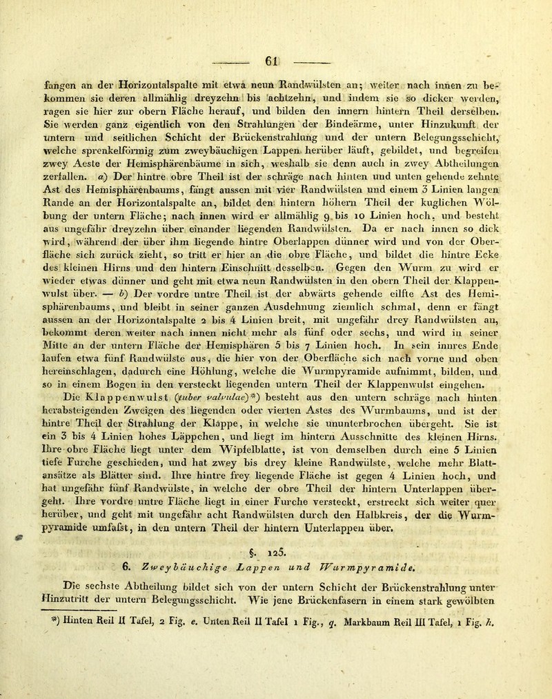 fangen an der Horizontalspalle mit etwa neun Rand-wüIsten an; Aveiter nacli innen zu be- kommen sie deren aUmühlig dreyzelin bis aobtzebn, und indem sie so dicker werden, ragen sie hier zur obern Fläche herauf, und bilden den innern hintern Theil derselben. Sie werden ganz eigentlich von den Strahlungen der Bindeärme, unter Hinzukuuft der imtem und seitlichen Schicht der Bi'ückenstrahlang und der untern Belegungsschicht, welche spi’enkelfdi’mig zum zweybäuchigen Lappen, heiniber läuft, gebildet, und begreileu zwey Aeste der Hemisphärenbäume in sich, w^eshalb sie denn auch in zwey Abtheilungen zerfallen, a) Der hintre obre Theil ist der schräge nach hinten und unten gehende zelmte Ast des Hemisphärenbaums, fangt aussen mit vier Randwülsten und einem 3 Linien langen Rande an der Horizontalspalte an, bildet den: hintern höhern Theil der kuglichen Wöl- bung der untern Fläche; nach innen Avird er allmählig 9.bis 10 Linien hoch- und besteht avxs ungefähr dreyzelin über einander liegenden Randwülsten. Da er nach innen so dick wird, während der über ihm liegende hintre Oberlappen dünner AAÖrd und von der Ober- fläche sich zurück zieht, so tritt er hier an die obre Fläche, und bildet die hintre Ecke des kleinen Hirns und den hintern Einschnitt desselben. Gegen den Wurm zu wird er Avieder etAvas dünner und geht mit etwa neun Randvmlsten in den obern Theil der, Klappeu- W'ulst über. — b) Der vordre untre Theil, ist der abwärts gehende eilfte Ast des Hemi- sphärenbaums, und bleibt in seiner ganzen Ausdehnung ziemlich schmal, denn er fängt aussen an der Horizontalspalte 2 bis 4 Linien breit, mit ungefälir drey Randwülsten au, bekommt deren weiter nach innen nicht mehr als fünf oder sechs, und wird in seiner Mitte an der untern Fläche der Hemisphären 5 bis 7 Linien hoch. In sein innres Ende laufen etwa fünf Randwülste aus, die hier von der Oberfläche sich nach vorne und oben hereinschlagen, dadurch eine Höhlung, welche die Wurmpyramide aufnimmt, bilden, und so in einem Bogen in den versteckt liegenden untern Theil der KlappeiiAAudst eingehen. Die KlappenAvulst (tuber pah^ulae)^') besteht aus den untern schräge nach hinten herabsteigenden Zweigen des liegenden oder vierten Astes des W^urmbaums, und ist der hintre Theil der Strahlung der Klappe, in welche sie ununterbrochen übergeht. Sie ist ein 3 bis 4 Linien hohes Läppchen, und liegt im hintern Ausschnitte des kleinen Hirns. Ihre obre Fläche liegt unter dem Wüpfelblatte, ist von demselben durch eine 5 Linien tiefe Furche geschieden, ruid hat zAvey bis drey Ideine Randwülste, welche mehr Blatt- ansätze als Blätter sind. Ihre hintre frey liegende Fläche ist gegen 4 Linien hoch, und hat ungefähr fünf Randwülste, in welche der obre Theil der hintern Unterlappen über- geht. Ihre Vordre untre Fläche liegt in einer Furche versteckt, erstreckt sich weiter quer herüber, und geht mit ungefähr acht Randwülsten durch den Halbkreis, der die Wurm- pyramide umfafst, in den untern Theil der hintern Untei'lappeu über, §. 125. 6. Zweybcluchige Lappen und TVur mpy r ami d e. Die sechste Abtheilung bildet sich von der untern Schicht der Bi'ückenstrahlung unter Hinzutritt der untern Belegungsschicht. Wie jene Brückenfasem in einem stark gewölbten