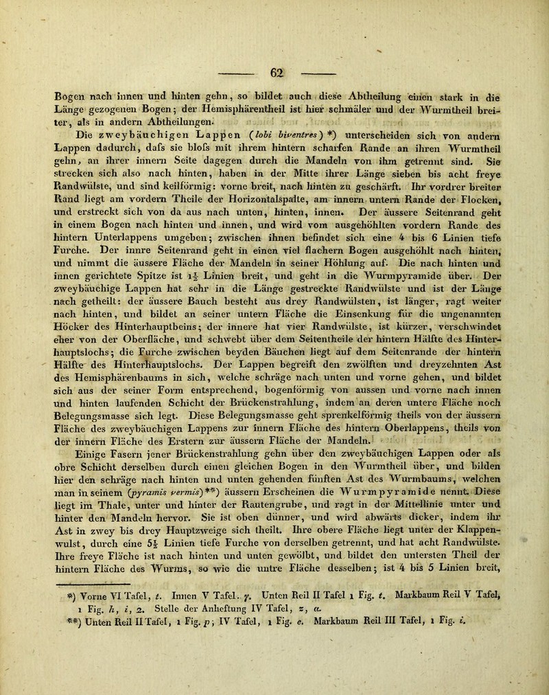Bogen nach innen und liinten gehn, so bildet auch diese Abtheilung einen stark in die Länge gezogenen Bogen; der Hemisphärenlheil ist hier schmäler tmd der Wuinntheil brei- ter, als in andern Abtheilungen. Die zweybäuchigen Lappen (^loM bipentres) *) unterscheiden sich von andern Lappen dadurch, dafs sie blofs mit ihrem hintern scharfen Rande an ihren Wurmtheil gehn> an ihrer iinieni Seite dagegen durch die Mandeln von ihm getrennt sind. Sie strecken sich also nach hinten, haben in der Mitte ihrer Länge sieben bis acht freye Randwülste, und sind keilförmig: vorne breit, nach hinten zu geschärft. Ihr vordrer breiter Rand liegt am vox'dern Theile der Horizontalspaite, am'innern untern Rande der Flocken, und erstreckt sich von da aus nach unten, hinten, innen» Der äussere Seitenrand geht in einem Bogen nach hinten und innen, und wird vom ausgehöhlten vordem Rande des hintern Unterlappens umgeben; zwischen ihnen befindet sich eine 4 bis 6 Linien tiefe Furche. Der innre Seitenrand geht in einen viel flachem Bogen ausgehölilt nach hinten, und nimmt die äussere Fläche der Mandeln in seiner Höhlung auf. Die nach hinten und innen gerichtete Spitze ist Linien breit, und geht in die Wurmpyramide über. Der zweybäuchige Lappen hat sehr in die Länge gestreckte Randwülste und ist der Länge nach getheilt: der äussere Bauch besteht aus drey Randwülsten, ist länger, ragt weiter nach hinten, und bildet an seiner untern Fläche die Einsenkung für die ungenannten Höcker des Hinterhauptbeins; der innere hat vier Randwülste, ist kürzer, verschwindet eher von der Oberfläche, und schwebt über dem Seitentheile der hintern Hälfte des Hinter- hauptslochs; die Furche zwischen beyden Bäuchen liegt auf dem Seitenrande der hintern Hälfte des Hintei'iiauptslochs. Der Lappen begreift den zwölften und dreyzehnten Ast des Hemisphärenbaums in sich, welche schräge nach unten und vorne gehen, und bildet sich aus der seiner Form entsprechend, bogenförmig von aussen und vorne nach innen und hinten laufenden Schicht der Brückenstralilung, indem an deren untere Fläche nocli Belegungsmasse sich legt. Diese Belegungsmasse geht sprenkelförmig theils von der äussern Fläche des zweybäuchigen Lappens zur innern Fläche des hintern Oberlappens, theils von der innern Fläche des Erstem zur äussern Fläche der Mandeln. Einige Fasern jener Brückenstrahlung gehn über den zweybäuchigen Lappen oder als obre Schicht derselben durch einen gleichen Bogen in den Wurmtheil über, und bilden hier den schräge nach hinten und unten gehenden fünften Ast des Wurmbaums, welchen man in seinem (jpyramis permis)*^) äussern Erscheinen die Wurmpyramide nennt. Diese liegt im Thale, unter und hinter der Rautengrube, und ragt in der Mittellinie unter und hinter den Mandeln hervor. Sie ist oben dünner, und wdrd abwärts dicker, indem ihr Ast in zwey bis drey Hauptzweige sich theilt. Ihre obere Fläche liegt unter der Klappen- wulst, durch eine 5| Linien tiefe Furche von derselben getrennt, und hat acht Randwülste. Ihre freye Fläche ist nach hinten und unten gewölbt, und bildet den untersten Theü der hintern Fläche des Wurms, so wie die untre Fläche desselben; ist 4 bis 5 Linien bi’eit, *) Vorne VI Tafel, t. Innen V Tafel, y. Unten Reil II Tafel i Flg. t. Maikbaum Reil V Tafel, 1 Fig. h, i, 2. Stelle der Anheftung IV Tafel, z, a. Unten Reil IITafel, i Fig. p; IV Tafel, i Fig. e. Markbaum Reil III Tafel, i Fig. t.
