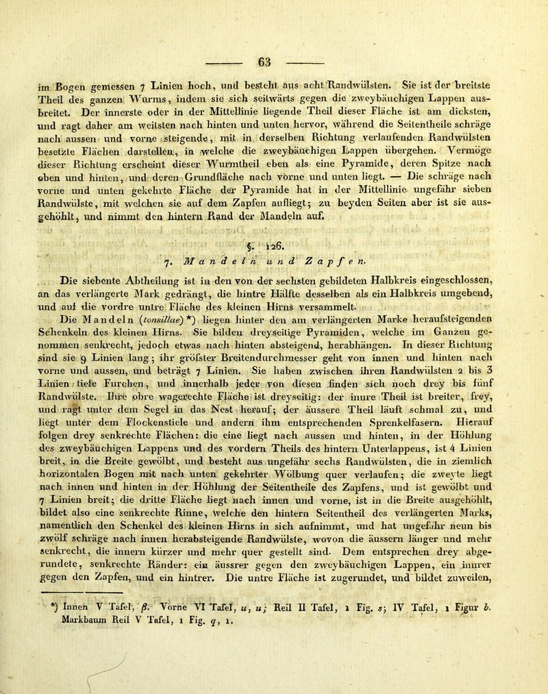 im Bogen gemessen 7 Linien hoch, und besteht aus acht'Randwülsten. Sie ist der breitste Theil des ganzen Wui’ms, indem sie sich seitwärts gegen die zweyhäuchigen Laj)peu aus- breitet. Der innerste oder in der Mittellinie liegende Theil dieser Fläche ist am dicksten, und ragt daher am weitsten nach hinten und unten hervor, während die Seitenlheile schräge nach aussen und vorne steigende, mit in, derselben Richtung verlaufenden Randwülsten besetzte Flächen darstellen,, in welche die zweybäuchigen Lappen übergehen. Vermöge dieser Richtung erscheint dieser Wurmtheil eben als eine Pyramide, deren Spitze nach oben und hinten, und deren-Grundfläche nach vorne und unten liegt. — Die schräge nach vorne und unten gekehrte Fläche der Pyramide hat in der Mittellinie ungefähr sieben Randwülste, mit welchen sie auf dem Zapfen aufliegt; zu beyden Seiten aber ist sie aus- gehöhlt, und nimmt den hintern Rand der Mandeln auf. §. iaG. 7. Mandeln u n d Z a p f e n. Die siebente Abtheilung ist in den von der sechsten gebildeten Halbkreis eingeschlossen, an das verlängerte Mark gedrängt, die hintre Hälfte desselben als ein Halbkreis umgebend, und aul die vordre untre Fläche des kleinen Hirns versammelt. Die Mandeln (^tonsillae)*') liegen hinter den am verlängerten Marke hex’aufsteigenden Schenkeln des kleinen Hirns. Sie bilden dreyseitige Pyramiden, welche im Ganzen ge- nommen senkrecht, jedoch etwas nach hinten absteigend, herabhängen. In dieser Richtung sind sie 9 Linien lang; ihr gröfster Breitendurchmesser geht von innen und hinten nach vorne und aussen, und beträgt 7 Linien, Sie haben zwischen ihren Randwülsten 2 bis 3 Linien tiefe Furchen, und innerhalb jeder von diesen .finden sich noch drey bis fünf Randwülste, Ihre obre wagerechte Fläche ist dreyseitig: der innre Theil ist breiter, frey, und ra^ unter dem Segel in das Nest herauf; der äussere Theil läuft schmal zu, und liegt unter dem Flockenstiele und andern ihm entsprechenden Sprenkelfasern. Hierauf folgen drey senkrechte Flächen: die eine liegt nach aussen und hinten, in der Höhlung des zweybäuchigen Lappens und des vordem Theils des hintern Unterlappens, ist 4 Linien breit, in die Breite gewölbt, und besteht aus ungefähr sechs Randwülsten, die in ziemlich horizontalen Bogen mit nach unten gekehrter Wölbung quer verlaufen; die zweyte liegt nach innen und hinten in der Höhlung der Seitentheile des Zapfens, und ist gewölbt und 7 Linien breit; die diätte Fläche liegt nach innen und vorne, ist in die Breite ausgehöhlt, bildet also eine senkrechte Rinne, welche den hintern Seitentheil des verlängerten Marks, namentlich den Scheidsei des kleinen Hirns in sich aufnimmt, mid hat ungefähr neun bis zwölf schräge nach innen herabsteigende Randwülste, wovon die äussem länger und mehr senkrecht, die inneni kürzer und mehr quer gestellt sind. Dem entsprechen drey abge- rundete, senkrechte Ränder; ein äussrer gegen den zweybäuchigen Lappen, ein innrer gegen den Zapfen, und ein hintrer. Die untre Fläche ist zugerundet, und bildet zmveüen, *) Innen V Tafel', ß. Vorne VI Tafel, u, u; Reil II Tafel, 1 Fig. 5; IV Tafel, 1 Figur h. Markbaum Reil V Tafel, 1 Fig. 7, 1.