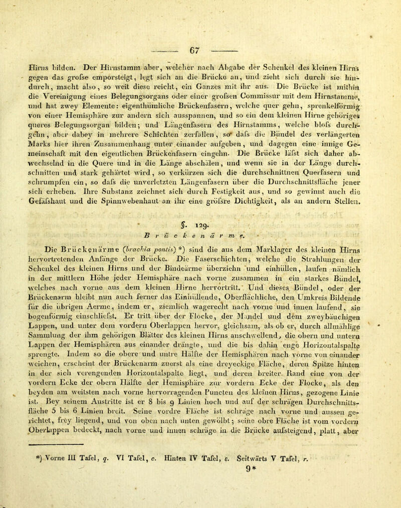 Hirns bilden. Der Hirnstaram aber, welclier nach Abgabe der Sclienkel des kleinen Hirns ' gegen das grofse empoi’steigt, legt sieh au die Brücke an, und zieht sich durch sie hin- durch, macht also, so weit diese reicht, ein Ganzes mit ihr aus. Die Brücke ist mitbin die Vereinigung eines Belegungsorgans oder einer grofsen Coramissur mit dem Hirnstamme, und hat zwey Elemente: eigenthümliche Brückenfasei-n, welche quer gehn, sprenkellormig' von einer Hemisphäre zur andern sich ausspannen, und so ein dem kleinen Hirne gehöriges queres Belegungsorgan bilden; und Längönfasern des Hirnstamms, welche blofs durch- geTin, aber dabey in mehrere Schichten zerfallen, so* dafs die Bündel des verlängerten Mai’ks hier ihren Zusammenhang unter einander aufgeben, und dagegen eine innige Ge- meinschaft mit den eigentlichen Brückehfasern eingehn. Die Brücke läfst sich daher ab- wechselnd in die Quere und in die Länge abschälen, und wenn sie in der Länge durch- scJmitten und stark gehäi’tet wird, so verkürzen sich die durchschnittnen Querfasern und schrumpfen ein, so dafs die unverletzten Längenfasern über die Durchschnitlslläche jener .sich erheben. Ilire Substanz zeichnet sich durch Festigkeit aus, und so gewinnt auch die Gefäfshaut und die Spinnwebenhaut an ihr eine gröfsre Dic-htigkeit, als an andern Stellen. 12g. B r ü c k e n ä r m e. Die Brückenärme (I)rachia pontis') sind die aus dem Marklager des kleinen Hirns liervoi’tretenden Anfänge der Brücke. Die Faserschichten, welche die Strahlungen der Schenkel des kleinen Hirns und der Bindeärme überziehn und einhüllen, laufen nämlich in der mittlern Höhe jeder Hemisphäre nach vorne zusammen in ein starkes Bündel, welches nach vorne aus dem kleinen Hirne hervortrilt. ‘ Und dieses, Bündel, oder der Brückenarra bleibt nun auch ferner das Einhüllende, Oberflächliche, den Umkreis Bildende für die übrigen Aerme, indem er, ziemlich wagerecht nach voiaie und innen laufend, sie bogenförmig einschliefst. Er tritt über der Flocke, der Mandel und dem zweybäuchigen Lappen, und. unter dem vordem Oberlappen hervor, gleichsam, als ob er, durch allmäJilige Sammlung der ihm gehörigen Blätter des kleinen Hirns anschwellend, die obern und untern Lappen der Hemisphären aus einander drängte, und die bis dahin enge Horizontalspalte sprengte. Indem so die obere und untre Hälfte der Hemisphären nach vorne von einander weichen, erscheint der Brückenarm zuerst als eme dreyeckige Fläche, deren Spitze hinten in der sich verengenden Horizontalspalte liegt, und deren breiter Rand eine von der vordem Ecke der obern tlälfte der Hemisphäre zur vordem Ecke der Flocke, als den beyden am weitsten nach vorne hervorragenden Puncten des kleinen Hirns, gezogene Linie ist. Bey seinem Austritte ist er 8 bis 9 Linien hoch und auf der schrägen Durchschnitts- fläehe 5 bis 6 Linien breit. Seine vordre Fläche ist scliräge nach vorne und aussen ge- lachtet, frey liegend, und von oben nacli unten gewölbt; seine obre Fläche ist vom vordem Oberlappen bedeckt, nach vorne imd innen schräge in die Brücke aufsteigend, platt, aber *) Vorne III Tafel, q. VI Tafel, c. Hinten IV Tafel, e. Seitwärts V Tafel, r. 9*