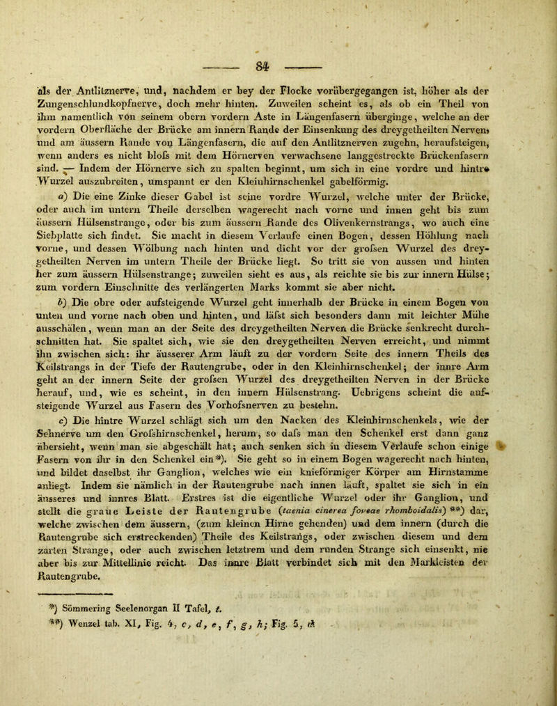 als der Antlitznerve, und, nachdem er hey der Flocke vorUbergegangen ist, hoher als der Zungenschlundkopfnerve, doch mehr hinten. Zuweilen scheint es, als ob ein Theil von ihm namentlich von seinem obern vordem Aste in Längenfasern überginge, welche an der vordem Oberfläche der Brücke am innern Rande der Einsenlcung des dreygetheilten Ner\em tmd am äussern Rande von Längenfasern, die auf den Anllilznerven zugehn, heraufsteigen, wenn anders es nicht blols mit dem Höi'nerven verwachsene langgestreckte Brückenfascim sind. — Indem der PIdrnerve sich zu spalten beginnt, um sich in eine vordre und hinlr» Wurzel auszubreiten, umspannt er den Kleinhü’nschenkel gabelförmig. o) Die eine Zinke dieser Gabel ist seine vordre Wurzel, welche unter der Brücke, oder auch im untern Theile derselben wagerecht nach vorne und innen geht bis zum äussern Hülsenstrange, oder bis zum äussci’u Rande des Olivenkernstrangs, wo auch eine Siebplatte sich findet. Sie macht in diesem Vei’laide einen Bogen, dessen Höhlung nach vorne, und dessen Wölbung nach hinten und dicht vor der grofsen Wurzel des drey- getheilten Nerven im untern Theile der Brücke liegt. So tritt sie von aussen und hinten her zum äussern Hülsenstrange; zuweilen sieht es avis, als reichte sie bis zui' innern Hülse; zum vordem Einschnitte des verlängerten Marks kommt sie aber nicht. h) Die obre oder aufsteigende Wurzel geht innerhalb der Brücke in einem Bogen von unten und vorne nach oben und hinten, und läfst sich besonders dann mit leichter Mühe ausschälen, wenn man an der Seite des dreygetheilten Nerven die Bi’ücke senlirecht durch- schnitten hat. Sie spaltet sich, wie sie den dreygetheilten Neiven erreicht, und nimmt ihn zwischen sich: ihr äusserer Arm läuft zu der vordem Seite des innern Theils des Keilstx’angs in der Tiefe der Rautengmbe, oder in den Kleinhirnschenkel; der innre Arm geht an der innexm Seite der grofsen Wurzel des dreygetheilten Nerven in der Brücke herauf, und, wie es scheint, in den innern Hülsenstrang. Uebrigens scheint die auf- steigende Wurzel aus Fasern des Vorhofsnerven zu bestehn. c) Die hintre Wurzel schlagt sich um den Nacken des Kleinhirnschenkels, wie der Sehnerve um den Grofshirnschenkel, liei’um, so dafs man den Schenkel erst dann ganz übersieht, wenn man sie abgeschält hat; auch senken sich in diesem Vdi'laufe schon einige V Fasern von ilrr in den Schenkel ein^). Sie geht so in einem Bogen wagerecht nach hinten, rmd bildet daselbst ihr Ganglion, welches wie ein knieförmiger Köi’per am Hirnstamme anliegt. Indem sie nämlich in der Rautengruhe nach innen läuft, spaltet sie sich in ein äusseres und innres Blatt. Erslres ist die eigentliche Wurzel oder ihr Ganglion, und stellt die graue Leiste der Rautengrube (jtaenia cinerea fopeae rhomhoidalis) dar, W’elche zwischen dem äussern, (zum Ideinen Hirne gehenden) und dem innern (durch die Rautengrube sich erstreckenden) Theile des Keilstrailgs, oder zwischen diesem und dem zarten Strange, oder auch zwischen letztrem und dem runden Strange sich einsenkt, nie aber bis zur Mittellinie reicht. Das innre Blatt verbindet sich mit den Markleisten der Rautengrabe, Sömmering Seelenorgan II Tafel, i. Wenzel tab. XI, Fig. 4, c, d, e, f, g, h; Fig, 5, «Ä