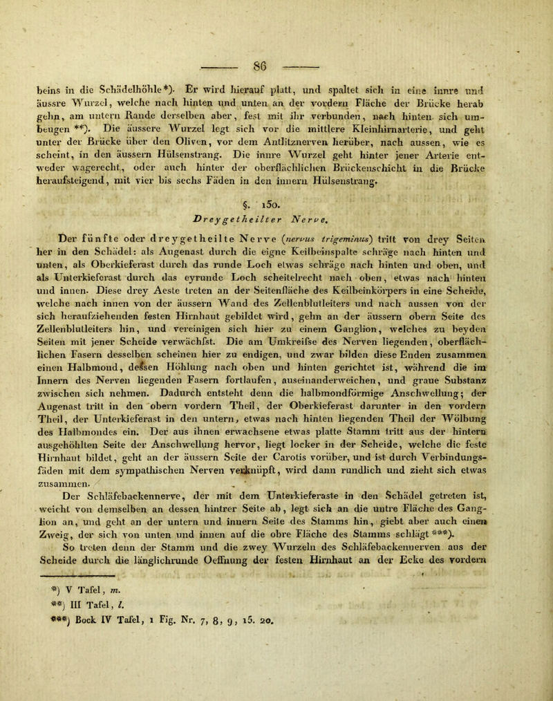 beins in die ScbädelJiöble*). Er wird liierauf platt, und spaltet sich in eine innre und aussre Wurzel, welche nach hinten und unten an der vordem Fläche der Brücke herab gehn, am untern Rande dei’selben aber, fest mit ihr verbunden, nAch hinten sich um- beugen Die äussere Wurzel legt sich vor die mittlere Kleinhirnarterie, und geht unter der Brücke über den Oliven, vor dem Azrtlitznerven herüber, nach aussen, wie es scheint, in den äussem Hülsenstrang. Die innre Wurzel geht hinter }ener Arterie ent- weder wagerecht, oder auch hinter der oberflächlichen Brückenschicht in die Brücke heraufsteigend, mit vier bis sechs Fäden in den inneru Hülsenstrang. §. i5o. Drey getJieilter Nerve, Der fünfte oder dreygetheilte Nerve {neruus trigemimcs) tritt von drey Seiten her in den Schädel: als Augenast durch die eigne Keilbeinspalte schräge nach hinten und unten, als Oberkieferast durch das mnde Loch etwas schräge nach hinten und oben, und als Unterkieferast durch das eyrunde Loch scheitelreeht nach oben, etwas nach liintea und innen. Diese drey Aeste treten an der Seitenfläche des Keilbeinköi'pers in eine Scheide, welche nach innen von der äussern Wand des Zellenblutleiters und nach aussen von der sich heraufziehenden festen Hirnhaut gebildet wird, gehn an der äussern obern Seite des Zellenblutleiters hin, und vereinigen sich hier zu einem Ganglion, welches zu beydcn Seifen mit jener Scheide verwächfst. Die am Umkreifse des Nerven liegenden, oberfläch- lichen Fasern desselben scheinen hier zu endigen, und zwar bilden diese Enden zusammen einen Halbmond, delsen Höhlung nach oben und hinten gerichtet ist, während die im Innei'n des Nerven liegenden Fasern fortlaufen, auseinanderweichen, und graue Substanz zwischen sich nehmen. Dadurch entsteht denn die halbmondföi’mige Anschwellung; der Augenast tritt in den obern vordem Theil, der Oberkieferast dararnter in den vordem Theil, der Unterkieferast in den untern^ etwas nach hinten liegenden Theil der Wölbung des Halbmondes ein. Der aus ihnen erwachsene etwas platte Stamm tritt aus der hintern ausgehöhlten Seite der Anschwellung hervor, liegt locker in der Scheide, welche die feste Hirnhaut bildet, geht an der äussern Seite der Carotis vorüber, und ist durch Vei’bindungs- fäden mit dem sympathischen Nerven verknüpft, wird dann rundlich und zieht sich etwas zusammen. , ‘ Der Schläfebackennerve, der mit dem Unterkieferaste in den Schädel geti’eten ist, weicht von demselben an dessen hintrer .Seite ab, legt sich an die untre Fläche des Gang- lion an, und geht an der untern und innern Seite des Stamms hin, giebt aber auch einer» Zweig, der sich von unten und innen auf die obre Fläche des Stamms schlägt*^**). So treten denn der Stamm und die zwey Wurzeln des Scliläfebackennerven aus der Scheide durch die länglichrunde Oeffirung der festen Hirnhaut an der Ecke des vordem ■*) V l'afel, m. **) III Tafel, l. Bock IV Tafel, i Fig. Nr. 7, 85 9> 20.