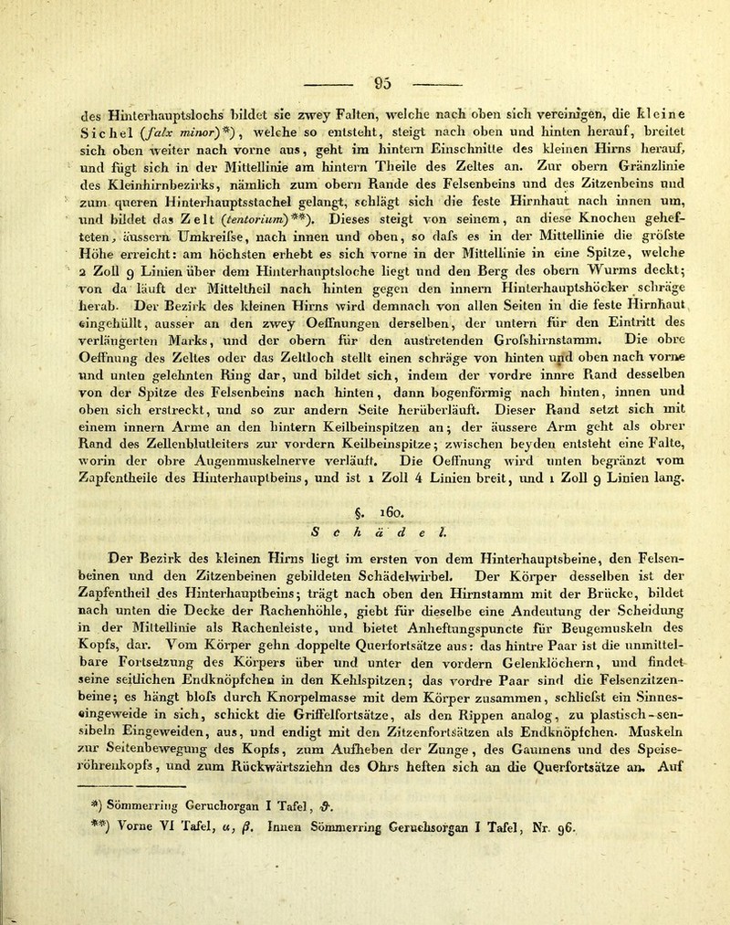 des Hinterliauptslochs bildet sie ZM''ey Falten, welche nach oben sich vereinigen, die kleine Sichel {falx minor)^') ^ welche so entsteht, steigt nach oben und hinten herauf, breitet sich oben weiter nach vorne aus, geht ira hintern Einschnitte des kleinen Hirns herauf, und fügt sich in der Mittellinie am hintern Theile des Zeltes an. Zur obern Gränzlinie des Kleinhirnbezirks, nämlich zum obern Rande des Felsenbeins und des Zitzenbeins und zum queren Hinterhauptsstachel gelangt, schlägt sich die feste Hirnhaut nach innen um, und bildet das Zelt (tentoriuin)^^'). Dieses steigt von seinem, an diese Knochen gehef- teten , äussern ümkreifse, nach innen und oben, so dafs es in der Mittellinie die gröfste Höhe erreicht: am höchsten erhebt es sich vorne in der Mittellinie in eine Spitze, welche 2 Zoll 9 Linien über dem Hinterhauptsloche liegt und den Berg des obern Wurms deckt; von da läuft der Mitteltheil nach hinten gegen den Innern Hinterhauptshöcker schräge herab. Der Bezirk des kleinen Hirns wird demnach von allen Seiten in die feste Hirnhaut eingehüllt, ausser an den zwey Oeffnungen derselben, der untern für den Eintritt des verlängerten Marks, und der obern für den austretenden Grofshirnstamm. Die obre Oeffnung des Zeltes oder das Zeltloch stellt einen schräge von hinten und oben nach vorne und unten gelehnten Ring dar, und bildet sich, indem der vordre innre Piand desselben von der Spitze des Felsenbeins nach hinten, dann bogenförmig nach hinten, innen und oben sich erstreckt, und so zur andern Seite herübeidäuft. Dieser Rand setzt sich mit einem innern Arme an den hintern Keilbeinspitzen an; der äussere Arm geht als obrer Rand des Zellenblutleiters zur vordem Keilbeinspitze; zwischen beyden entsteht eine Falte, worin der obre Augenmuskelnerve verläuft. Die OelFnung wii'd unten begränzt vom Zapfentheile des Hinterhauptbeins, und ist i Zoll 4 Linien breit, iind i Zoll 9 Linien lang. §. 160. Schädel. Der Bezirk des kleinen Flirns liegt im ersten von dem Hinterhauptsbeine, den Felsen- beinen und den Zitzenbeinen gebildeten Schädelwirbel. Der Körper desselben ist der Zapfentheil des Hinterhauptbeins; trägt nach oben den Hirnstamm mit der Brücke, bildet nach unten die Decke der Rachenhöhle, giebt für dieselbe eine Andeutung der Scheidung in der Mittellinie als Rachenleiste, und bietet Anheftungspuncte für Beugemuskeln des Kopfs, dar. Vom Körper gehn doppelte Querfortsätze aus: das hintre Paar ist die unmittel- bare Fortsetzung des Körpers über und unter den vordem Gelenklöchern, und findet seine seitlichen Endknöpfchen in den Kehlspitzen; das vordre Paar sind die Felsenzitzen- beine; es hängt blofs durch Knorpelmasse mit dem Körper zusammen, schliefst ein Sinnes- eingeweide in sich, schickt die Griffelfortsätze, als den Rippen analog, zu plastisch - sen- sibeln Eingeweiden, aus, und endigt mit den Zitzenfort^ätzen als Endknöpfchen. Muskeln zur Seitenbewegung des Kopfs, zum Auflieben der Zunge, des Gaumens und des Speise- röhrenltopfs, und zum Rückwärtsziehn des Ohrs heften sich an die Querfortsätze an. Auf *) Sömmerriiig Gerucliorgan I Tafel, 'd'. **) Vorne VI Tafel, «, ß. Innen Sömmerring Geruchsorgan I Tafel, Nr. 96.