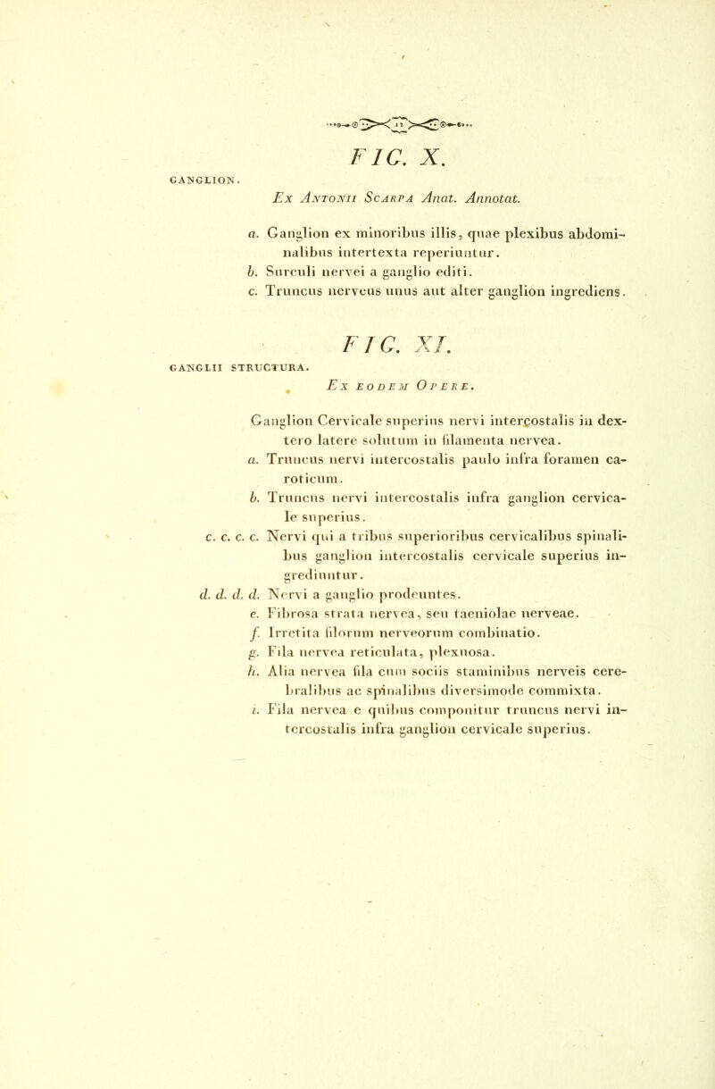 GANGLION. Ex Antonii Scarpa Anat. Annotat. a. Ganglion ex minoribus illis, qnae plexibus abdomi- nalibus intertexta reperiuntur. b. Surculi nervei a ganglio editi. c. Truncus nerveus unus aut alter ganglion ingrediens. CANGLII STRUCTURA. FTC. XI. Ex eodem Opere Ganglion Cervicale superius nervi intercostalis iu dex- tero latere solutum in filamenta nervea. a. Truncus nervi intercostalis paulo infra foramen ca- roticum . b. Truncus nervi intercostalis infra ganglion cervica- le superius. c. c. c. c. Nervi qui a tribus superioribus cervicalibus spinali- bus ganglion intercostalis cervicale superius in- grediuntur . d. d. d. d. Nervi a ganglio prodeuntes. e. Fibrosa strata nervea, seu taeniolae nerveae. f Irretita filorum nerveorum combinatio. g. Fila nervea reticulata, plexuosa. h. Alia nervea fila cum sociis staminibus nerveis cere- bralibus ac spinalibus diversimode commixta. i. Fila nervea e quibus componitur truncus nervi in- tercostalis infra ganglion cervicale superius.