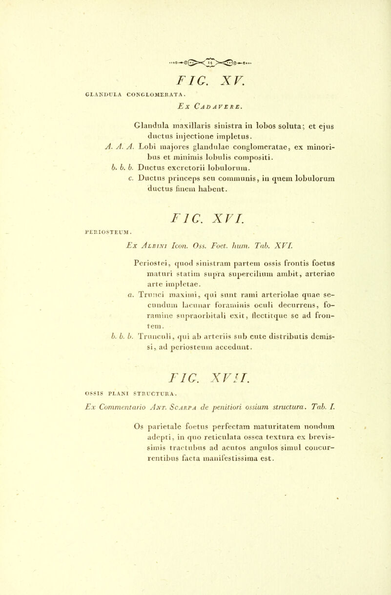 GLANDULA CONGLOMERATA. Ex CAD A VERE. Glandula maxillaris sinistra in lobos soluta; et ejus ductus injectione impletus. A. A. A. Lobi majores glandulae conglomeratae, ex minori- bus et minimis lobulis compositi. b. b. b. Ductus excretorii lobulorum. c. Ductus princeps seu communis, in quem lobulorum ductus finem habent. FIC. XVI. PERIOSTEUM. Ex Albini Icon. Oss. Foet. hum, Tab. XVI. Periostei, quod sinistram partem ossis frontis foetus maturi statim supra supercilium ambit, arteriae arte impletae. a. Trunci maximi, qui sunt rami arteriolae quae se- cundum lacunar foraminis oculi decurrens, fo- ramine supraorbitali exit, flectitque se ad fron- tem . b. b. b. Trunculi, qui ab arteriis sub cute distributis demis- si, ad periosteum accedunt. V1C. XVII. OSSIS PLANI STRUCTURA. Ex Commentario Ant. Scarpa de penitiori ossium structura . Tab. I. Os parietale foetus perfectam maturitatem nondum adepti, in quo reticulata ossea textura ex brevis- simis tractnbus ad acutos angulos simul concur- rentibus facta manifestissima est.