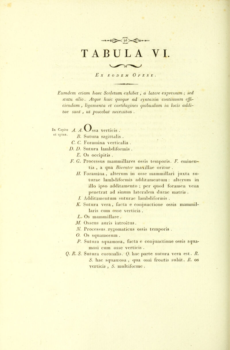 TABULA VI. Ex eodem Opere. Eumdem etiam liaec Sceletum exhibet, a latere expressum; sed statu alio. Atque huic quoque ad syntaxin continuam effi- ciendam , ligamenta et cartilagines quibusdam in locis addi- tae sunt , ut poscebat necessitas . In Capite A. A. et spina. o5 ssa verticis . B. Sutura sagittalis . C. C. Foramina verticalia . D. D. Sutura lambdiformis . E. Os occipitis . F. G. Processus mammillares ossis temporis. F. eminen- tia , a qua Biventer maxillae oritur . II. Foramina, alterum in osse mammillari juxta su- turae lambdiformis additamentum : alterum in illo ipso additamento ; per quod foramen vena penetrat ad sinum lateralem durae matris . /. Additamentum suturae lambdiformis . K. Sutura vera, facta e conjunctione ossis mammil- laris cum osse verticis . L* Os mammillare. M. O sseus auris introitus. N. Processus zygomaticus ossis temporis . O. Os squamosum . P. Sutura squamosa, facta e conjunctione ossis squa- mosi cum osse verticis . . R. S. Sutura coronalis. Q. hac parte sutura vera est. R. S. hac squamosa , qua ossi frontis subit. R. os verticis , S. multiforme .