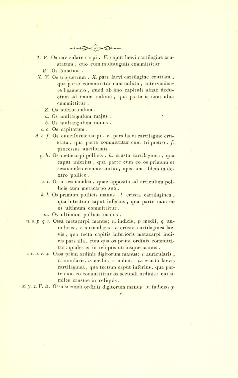 T. V. Os naviculare carpi . V. ceput laevi cartilagine cru- statum , quo cum multangulis committitur . W. Os lunatum . X. Y. Os triquetrum . X. pars laevi cartilagine crustata , qua parte committitur cum cubito , intervenien- te ligamento , quod ab imo capituli ulnae dedu- ctum ad imum radium , qua parte is cum ulna committitur . Z. Os subrotundum . a. Os multangulum majus . * b. Os multangulum minus . c. c. Os capitatum . d. e. f. Os cuneiforme carpi . e. pars laevi cartilagine cru- stata , qua parte committitur cum triquetro . /. processus unci formis . g. h. Os metacarpi pollicis . h. crusta cartilaginea , qua caput inferius , qua parte cum eo os primum et sesamoidea committuntur, opertum. Idem in de- xtro pollice . i. i. Ossa sesamoidea , quae apposita ad articulum pol- licis cum metacarpo suo . k. I. Os primum pollicis manus . I. crusta cartilaginea , qua intectum caput inferius , qua parte cum eo os ultimum committitur . m. Os ultimum pollicis manus . n. o. p. q. r. Ossa metacarpi manus; n. indicis, p. medii, q. an- nularis , r. auricularis . o. crusta cartilaginea lae- vis , qua tecta capitis inferioris metacarpi indi- cis pars illa, cum qua os primi ordinis committi- tur: quales et in reliquis utriusque manus . s. t. u. e. w. Ossa primi ordinis digitorum manus: s. auricularis , t. annularis, u. medii , v. indicis . w. crusta laevis cartilaginea, qua tectum caput inferius, qua par- te cum eo committitur os secundi ordinis : cui si- miles crustae in reliquis . J- z. T. A. Ossa secundi ordinis digitorum manus: .t. indicis, y.