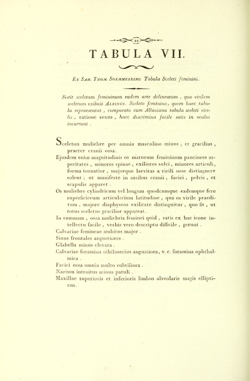 TABULA VII. Ex Sam. Thom. Soemmerring Tabula Sceleti feminini. Sistit sceletum femininum eadem arte delineatum , qua virilem sceletum exibuit Albinus. Sceleto feminino, quem haec tabu- la repraesentat , comparato cum Albini ana tabula sceleti viri- lis , ratione sexus , haec discrimina facile satis in oculos incurrunt . Sceleton muliebre per omnia masculino minus , et gracilius , praeter cranii ossa. Ejusdem enim magnitudinis os maturum femininum pauciores as- peritates , minores spinae, exiliores sulci, minores articuli, forma tornatior , majorque laevitas a virili osse distinguere solent ; ut manifeste in ossibus cranii , faciei , pelvis , et scapulis apparet . Os muliebre cylindricum vel longum quodeumque eademque fere superficierum articularium latitudine , qua os virile praedi- tum , majore diapliyseos exilitate distinguitur , quo fit , ut totus sceletus gracilior appareat. In summam , ossa muliebria feminei quid , satis ex hac icone in- tellectu facile , verbis vero descriptu difficile , gerunt . Calvariae femineae ambitus major . Sinus frontales angustiores . Glabella minus elevata . Calvariae foramina nihilosecius angustiora, v. c. foramina ophthal- mica . Faciei ossa omnia multo subtiliora . Narium introitus minus patuli . Maxillae superioris et inferioris limbus alveolaris magis ellipti- cus.