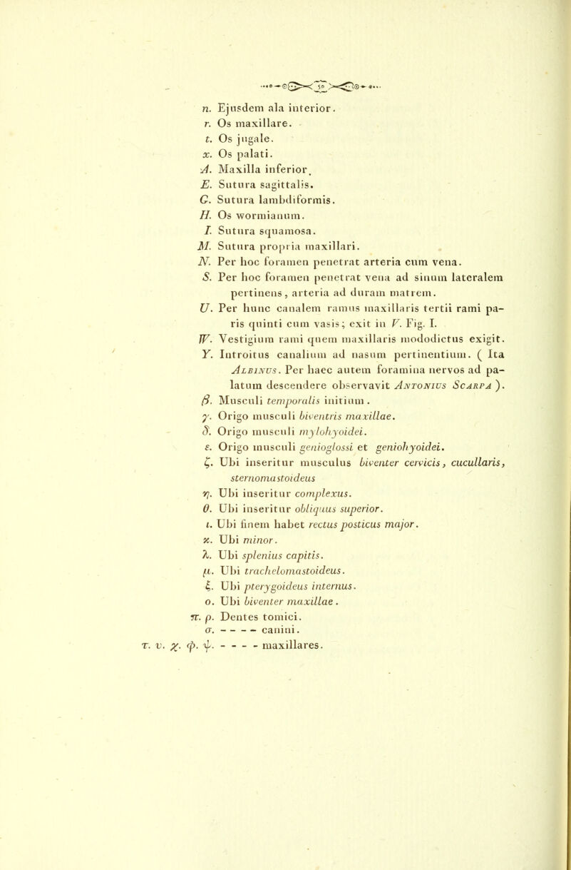 ...e—50 n. Ejusdem ala interior, r. Os maxillare. t. Os jugale. x. Os palati. A. Maxilla inferior. E. Sutura sagittalis. G. Sutura lambdiformis. II Os wormianum. I. Sutura squamosa. M. Sutura propria maxillari. N. Per hoc foramen penetrat arteria cum vena. S. Per hoc foramen penetrat vena ad sinum lateralem pertinens, arteria ad duram matrem. U. Per hunc canalem ramus maxillaris tertii rami pa- ris quinti cum vasis; exit in V. Fig. I. JV. Vestigium rami quem maxillaris mododictus exigit. Y. Introitus canalium ad nasum pertinentium. ( Ita Albinus. Per haec autem foramina nervos ad pa- latum descendere observavit Antonius Scarfa ). (3. Musculi temporalis initium. y. Origo musculi biventris maxillae. <5i Origo musculi mylohyoidei. e. Origo musculi genioglossi et geniohyoidei, t,. Ubi inseritur musculus biventer cervicis, cucullaris, ster noma stoi deus yj. Ubi inseritur complexus. 0. Ubi inseritur obliquus superior, t. Ubi finem habet rectus posticus major. %. Ubi minor. /I. Ubi splenius capitis. (X. Ubi trachelomastoideus. 4- Ubi pterygoideus internus. o. Ubi biventer maxillae . n. p. Dentes tomici. a. canini.