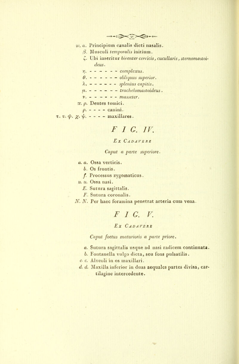 W. a. Principium canalis dicti nasalis. 8. Musculi temporalis initium. £. Ubi inseritur biventer cervicis, cucullaris, sternomastol deus. 7}. ----- - complexus. 0. - - - - - - obliquus superior. A. ----- - splenius capitis. ^u.. — — ——— — trachelomastoideus. v. - - - - - - masseter. 7T. p. Dentes tomici. p. - - - - canini. t. v. <f>. %. - - — maxillares. ^ / C. IV. Ex Cadavere Caput a parte superiore. a. a. Ossa verticis. b. Os frontis. /. Processus zygomaticus. u. u. Ossa nasi. E. Sutura sagittalis. F. Sutura coronalis. N. N. Per haec foramina penetrat arteria cum vena. F 1 G. V. Ex Cadavere Caput foetus maturioris a parte priore. a. Sutura sagittalis usque ad nasi radicem continuata. b. Fontanella vulgo dicta, seu fons pulsatilis. c- c. Alveoli in os maxillari. d. d. Maxilla inferior in duas aequales partes divisa, car- tilagine intercedente.