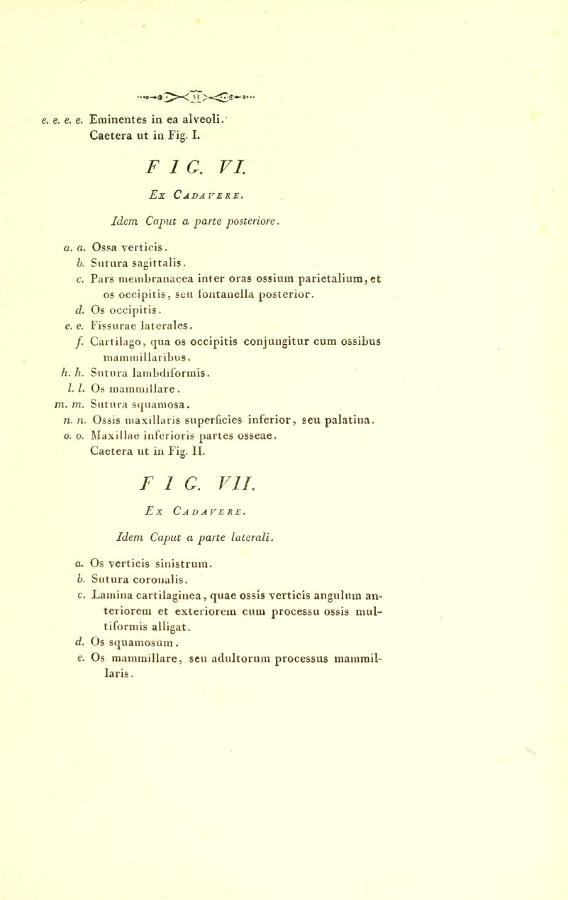 Caetera ut in Fig. I. F 1 C. VI. Ex Cadaveri:. Idem Caput a parte posteriore. a. a. Ossa verticis . b. Sutura sagittalis. c. Pars membranacea inter oras ossium parietalium,et os occipitis, seu fontanella posterior. d. Os occipitis. e. e. Fissurae laterales. /. Cartilago, qua os occipitis conjungitur cum ossibus mam miliaribus. h. h. Sutura lambdiformis. I. I. Os mammillare . m. m. Sutura squamosa. n. n. Ossis maxillaris superficies inferior, seu palatina. o. o. Maxillae inferioris partes osseae. Caetera ut in Fig. II. F 1 C. VII. Ex Cadavere. Idem Capmt a parte laterali. a. Os verticis sinistrum. b. Sutura coronalis. c. Lamina cartilaginea, quae ossis verticis angulum an- teriorem et exteriorem cum processu ossis mul- tiformis alligat. d. Os squamosum. e. Os mammillare, seu adultorum processus mammil- laris .