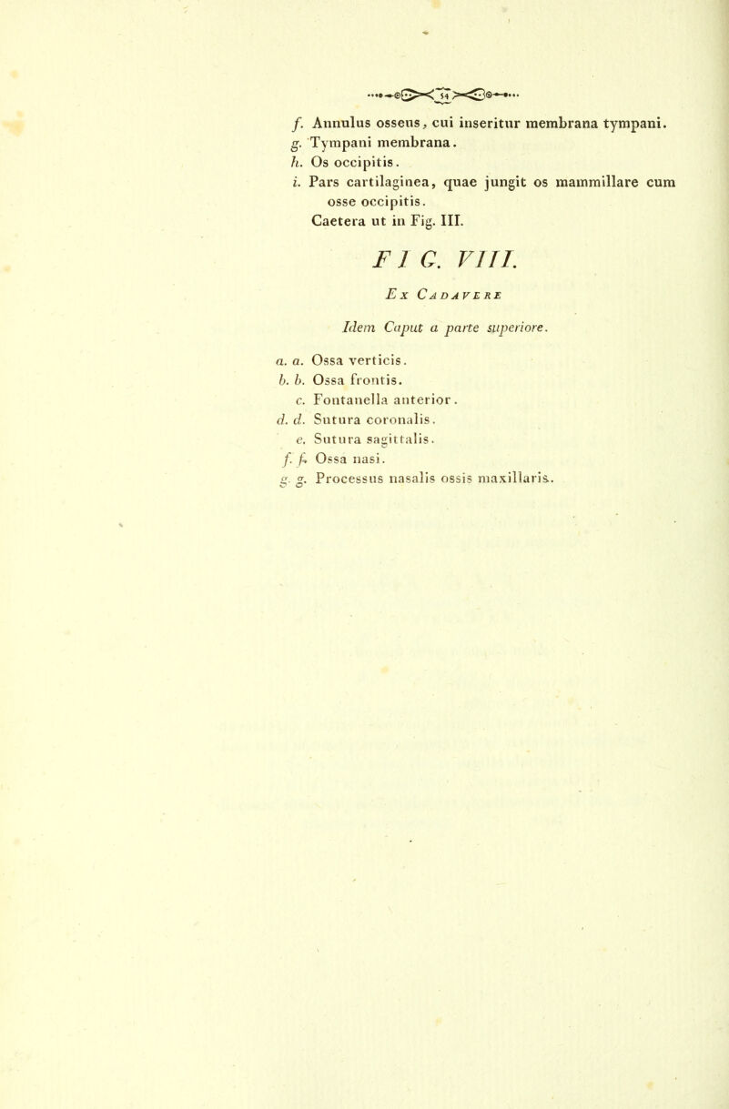 I gx; Si f. Annulus osseus, cui inseritur membrana tympani. g. Tympani membrana. h. Os occipitis. i. Pars cartilaginea, quae jungit os mammillare cum osse occipitis. Caetera ut in Fig. III. FI C. VITI. E X C AD A VERE Idem Caput a parte superiore. a. a. Ossa verticis. b. b. Ossa frontis. c. Fontanella anterior. d. d. Sutura coronalis. e. Sutura sagittalis. f. f* Ossa nasi. <r. <r. Processus nasalis ossis maxillaris.. C7 O