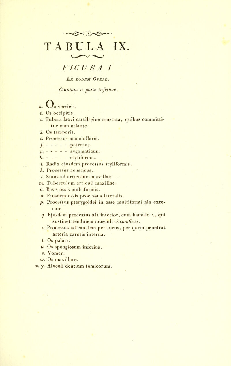 TABULA IX. FIGURA T. Ex eodem Opere. Cranium a pane inferiore. a. Os verticis. b. Os occipitis. c. Tubera laevi cartilagine crustata, quibus committi- tur cum atlante. d. Os temporis. e. Processus mammillaris. f. - - - - - petrosus. g. - - - - - zygomaticus. h. ----- - styli formis. i. Radix ejusdem processus styliformis. k. Processus acusticus. l. Sinus ad articulum maxillae. m. Tuberculum articuli maxillae. n. Basis ossis multiformis. o. Ejusdem ossis processus lateralis. p. Processus pterygoidei in osse multiformi ala exte- rior. q. Ejusdem processus ala interior, cum hamulo r., qui sustinet tendinem musculi circumflexi. s. Processus ad canalem pertinens, per quem penetrat arteria carotis interna. t. Os palati. u. Os spongiosum inferius. v. Vomer. w. Os maxillare.