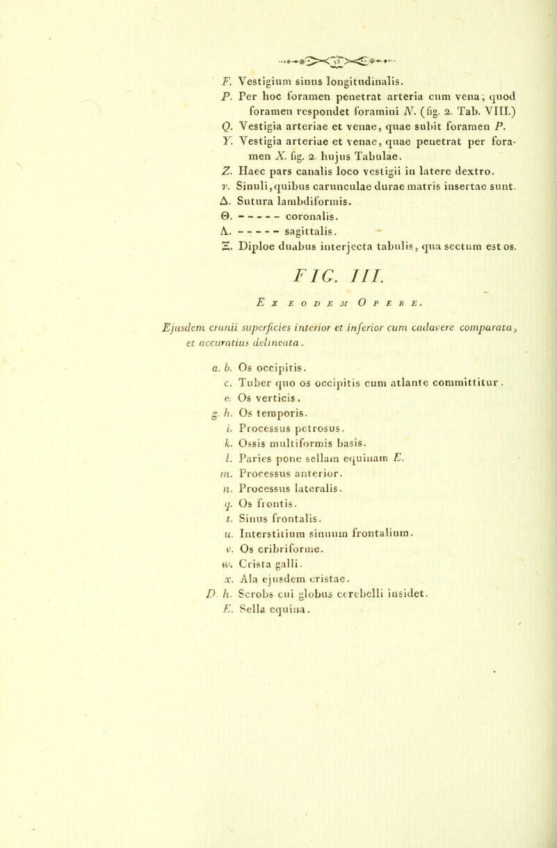 F. Vestigium sinus longitudinalis. P. Per hoc foramen penetrat arteria cum vena; quod foramen respondet foramini N. (fig. 2. Tab. VIII.) Q. Vestigia arteriae et venae, quae subit foramen P. Y. Vestigia arteriae et venae, quae penetrat per fora- men X. fig. 2. hujus Tabulae. Z. Haec pars canalis loco vestigii in latere dextro. v. Sinuli,quibus carunculae durae matris insertae sunt. A. Sutura lambdiformis. 0. - coronalis. A. - - - — sagittalis. E. Diploe duabus interjecta tabulis, qua sectum est os. FIG. ILI. Ex eodem Opere. Ejusdem cranii superficies interior et inferior cum cadavere comparata, et accuratius dehneata. a. b. Os occipitis. c. Tuber quo os occipitis cum atlante committitur. e. Os verticis. g. h. Os temporis. i. Processus petrosus. k. Ossis multiformis basis. l. Paries pone sellam equinam E. m. Processus anterior. n. Processus lateralis. (j. Os frontis. t. Sinus frontalis. u. Interstitium sinuum frontalium. v. Os cribriforme. H>. Crista galli. x. Ala ejusdem cristae. D h. Scrobs cui globus cerebelli insidet. E. Sella equina.