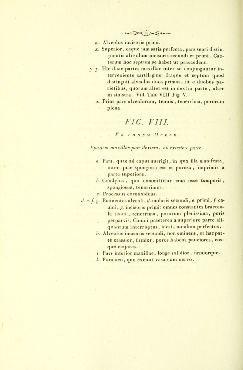 x. Superior, eaque jam satis perfecta, pars septi distin- guentis alveolum incisoris secundi et primi. Cae- terum hoc septum se habet ut praecedens. y. y. Hic duae partes maxillae inter se conjunguntur in- terveniente cartilagine. Itaque et septum quod distinguit alveolos duos primos. Iit e duobus pa- rietibus, quorum alter est in dextra parte , alter in sinistra. Yid. Tab. VIII. Fig. V. z. Prior pars alveolorum, tenuis , tenerrima, pororum plena. FIC. VIII. Ex eodem Opere. Ejusdem maxillae pars dextera, ab exteriore parte. a. b. c. d■ f g- y h. i. k. Pars, quae ad caput surrigit, in qua fila manifesta, inter quae spongiosa est et porosa , imprimis a parte superiore. Condylus , quo committitur com osse temporis , spongiosus, tenerrimus. Processus coronoideus. Eminentes alveoli, d. molaris secundi, e. primi, f. ca- nini, g. incisoris primi: oinnes constantes bracteo- la tenui , tenerrima, pororum plenissima, poris perparvis. Canini praeterea a superiore parte ali- quantum interruptus, idest, nondum perfectus. Alveolus incisoris secundi, non eminens, et hac par- te crassior, firmior, poros habens pauciores, eos- que majores. Pars inferior maxillae, longe solidior, firmiorque. Foramen, quo exeunt vasa cum nervo.