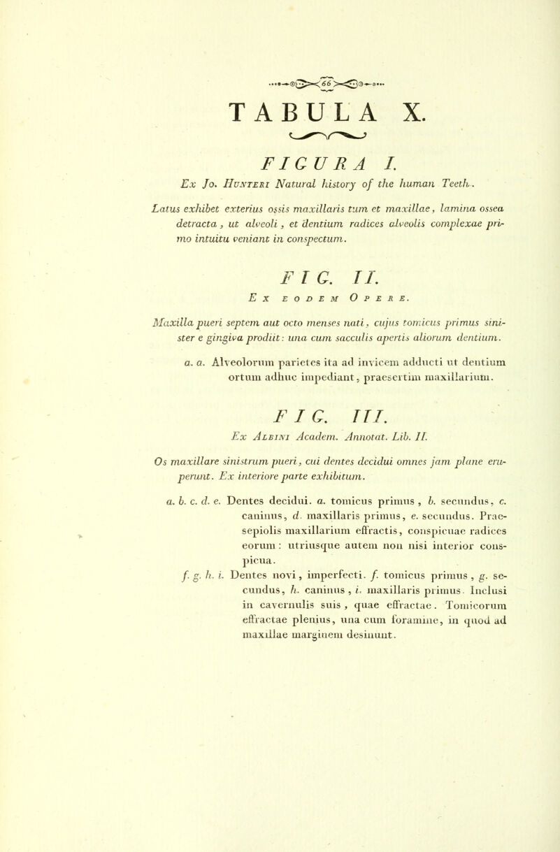 FIGURA I. Ex Jo. Hujyteri Natural history of the liuman Teeth. Latus exhibet exterius ossis maxillaris tum et maxillae, lamina ossea detracta, ut alveoli, et dentium radices alveolis complexae pri- mo intuitu veniant in conspectum. F l C. TI. Ex eodem Opere. Maxilla pueri septem aut octo menses nati, cujus tomicus primus sini- ster e gingiva prodiit: una cum sacculis apertis aliorum dentium. a. a. Alveolorum parietes ita ad invicem adducti ut dentium ortum adhuc impediant, praesertim maxillarium. F I G. III. Ex Albini A eadem. Annotat. Lib. II. Os maxillare sinistrum pueri, cui dentes decidui omnes jam plane eru- perunt. Ex interiore parte exhibitum. a. b. c. cl. e. Dentes decidui, a. tomicus primus , b. secundus, c. caninus, d. maxillaris primus, e. secundus. Prae- sepiolis maxillarium effractis, conspicuae radices eorum : utriusque autem non nisi interior cons- picua. f. g. h. i. Dentes novi, imperfecti, f. tomicus primus , g. se- cundus, h. caninus, i. maxillaris primus. Inclusi in cavernulis suis, quae effractae. Tomicorum effractae plenius, una cum foramine, in quod ad maxillae marginem desinunt.