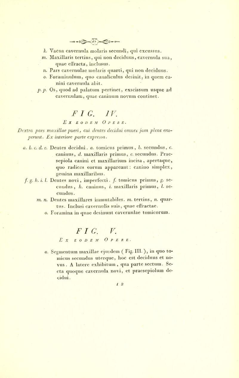 *•••■—7 s... k. Vacua cavernula molaris secundi, qui excussus. m. Maxillaris tertius, qui non deciduus, cavernula sua, quae effracta, inclusus. n. Pars cavernulae molaris quarti, qui non deciduus. o. Foraminulum, quo canaliculus desinit, in quem ca- ni ni cavernula abit. p. p. Os, quod ad palatum pertinet, exscissum usque ad cavernulam, quae caninum novum continet. F 1 C. 1V. Ex eodem Opere. Dextra pars maxillae pueri, cui dentes decidui omnes jam plene eru- perunt. Ex interiore parte expressa. a. b. c. d. e. Dentes decidui, a. tomicus primus , b. secundus, c. caninus, d. maxillaris primus, e. secundus. Prae- sepiola canini et maxillarium incisa, apertaque, quo radices eorum appareant: canino simplex, gemina maxillaribus. /. g. h. i. I. Dentes novi, imperfecti. /. tomicus primus, g. se- cundus , h. caninus, i. maxillaris primus, l. se- cundus. m. n. Dentes maxillares immutabiles, m. tertius, n. quar- tus. Inclusi cavernulis suis, quae effractae, o. Foramina in quae desinunt cavernulae tomicorum. FI G. V. Ex eodem Opere. ci. Segmentum maxillae ejusdem ( Fig. III. ), in quo to- micus secundus uterque, hoc est deciduus et no- vus . A latere exhibitum, qua parte sectum. Se- cta quoque cavernula novi, et praesepiolum de- cidui .