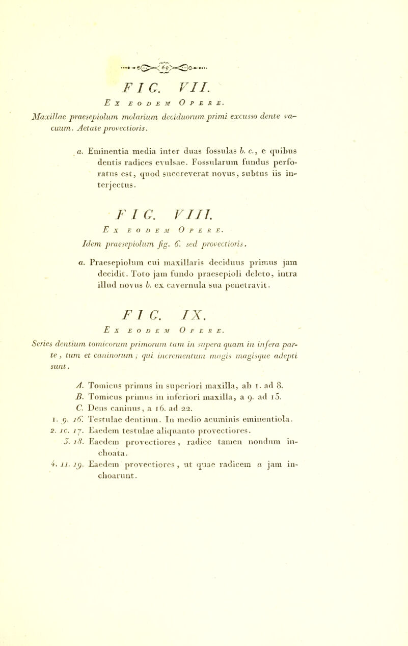 Ex eodem Opere. Maxillae praesepiolum molarium deciduorum primi excusso dente va- cuum . Aetate provectioris. a. Eminentia media inter duas fossulas b. c., e quibus dentis radices evulsae. Fossularum fundus perfo- ratus est, quod succreverat novus, subtus iis in- terjectus. F I G. VIII. Ex eodem Opere. Idem praesepiolum jig. G. sed provectioris. a. Praesepiolum cui maxillaris deciduus primus jam decidit. Toto jam fundo praesepioli deleto, intra illud novus b. ex cavernula sua penetravit. F I C. IX. Ex eodem Opere. Series dentium tomicorum primorum tam in supera, quam in infera par- te , tum et caninorum ; qui incrementum magis magisque adepti sunt. A. Tomicus primus in superiori maxilla, ab i. ad 8. B. Tomicus primus in inferiori maxilla, a 9. ad i5. C. Dens caninus, a 16. ad 22. 1. 9. 1G. Testulae dentium. Iu medio acuminis eminentiola. 2. 10. lg. Eaedem testulae aliquanto provectiores. 5.i(S. Eaedem provectiores, radice tamen nondum in- choata. 4-. 11. ip. Eaedem provectiores , ut quae radicem ci jam in- choarunt.