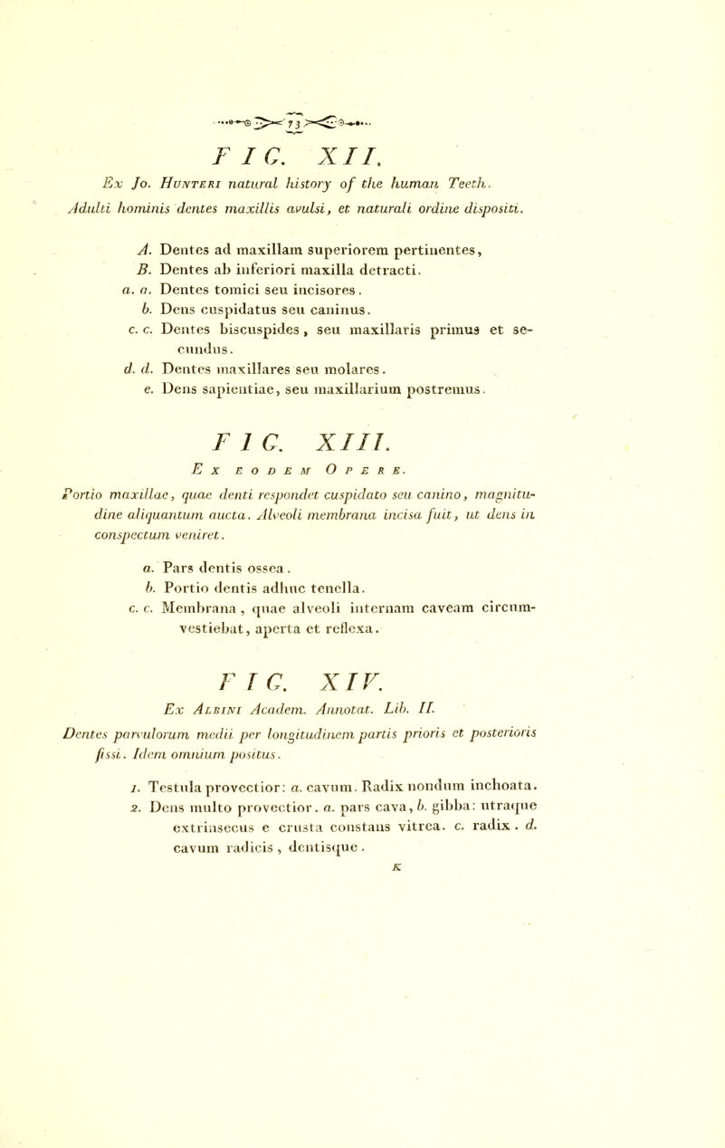 . ...e F I C. XII. Ex Jo. Hunteri natural history of the humari Teeth. Adulti hominis dentes maxillis avulsi, et naturali ordine dispositi. A. Dentes ad maxillam superiorem pertinentes, B. Dentes ab inferiori maxilla detracti. a. a. Dentes tomici seu incisores. b. Dens cuspidatus seu caninus, c. c. Dentes biscuspides , seu maxillaris primus et se- cundus . d. d. Dentes maxillares seu molares. e. Dens sapientiae, seu maxillarium postremus. F 1 C. XIII. Ex eodem Opere. Portio maxillae, quae denti respondet cuspidato seu canino, magnitu- dine aliquantum aucta. Alveoli membrana incisa fuit, ut dens in conspectum veniret. a. Pars dentis ossea . b. Portio dentis adhuc tenella. c. c. Membrana , quae alveoli internam caveam circum- vestiebat, aperta et reflexa. F I C. XIV. Ex Albini Academ. Annotat. Lib. II. Dentes parvulorum medii per longitudinem partis prioris et posterioris fissi. Idem omnium positus. 1. Testula provectior: a. cavum. Radix nondum inchoata. 2. Dens multo provectior, a. pars cava, b. gibba: utraque extrinsecus e crusta constans vitrea, c. radix . d. cavum radicis, dentisque. K