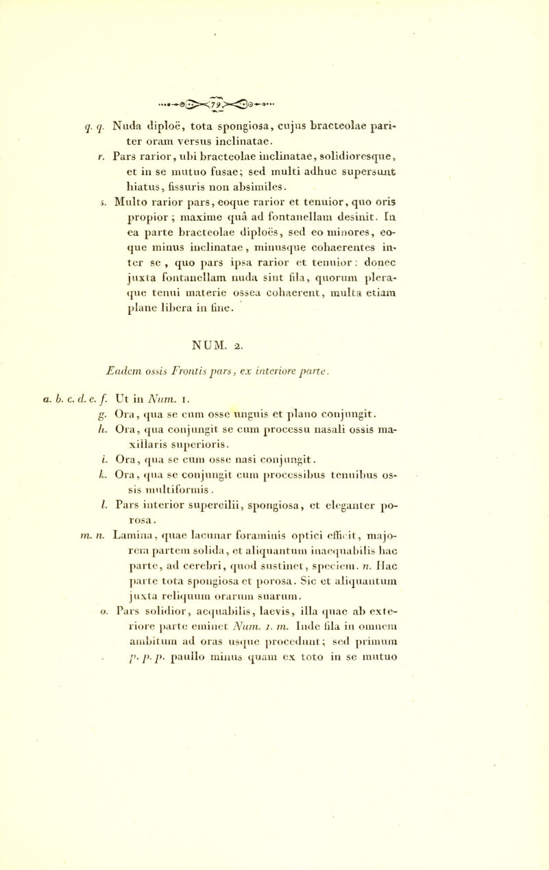 • • • •—7 9 31• •• q. q. Nuda diploe, tota spongiosa, cujus bracteolae pari- ter oram versus inclinatae. r. Pars rarior, ubi bracteolae inclinatae, solidioresque, et in se mutuo fusae; sed multi adhuc supersunt liiatus, fissuris non absimiles. s. Multo rarior pars, eoque rarior et tenuior, quo oris propior; maxime qua ad fontanellam desinit. In ea parte bracteolae diploes, sed eo minores, eo- que minus inclinatae , minusque cohaerentes in- ter se , quo pars ipsa rarior et tenuior : donec juxta fontanellam nuda sint fila, quorum plera- que tenui materie ossea cohaerent, multa etiam plane libera in fine. NUM. 2. Eadem ossis Frontis pars, ex interiore parte. a. b. c. d. e. f. cr i. L L m. n. o. Ut in Num. i. Ora, qua se cum osse unguis et plano conjungit. Ora, qua conjungit se cum processu nasali ossis ma- xillaris superioris. Ora, qua se cum osse nasi conjungit. Ora, qua se conjungit cum processibus tenuibus os- sis multiformis . Pars interior supercilii, spongiosa, et eleganter po- rosa. Lamina, quae lacunar foraminis optici efficit, majo- rem partem solida , et aliquantum inaequabilis hac parte, ad cerebri, quod sustinet, speciem, n. Hac parte tota spongiosa et porosa. Sic et aliquantum juxta reliquum orarum suarum. Pars solidior, aequabilis, laevis, illa quae ab exte- riore parte eminet Nam. i. m. Inde fila in omnem ambitum ad oras usque procedunt; sed primum p. p. p. paullo minus quam ex toto in se mutuo