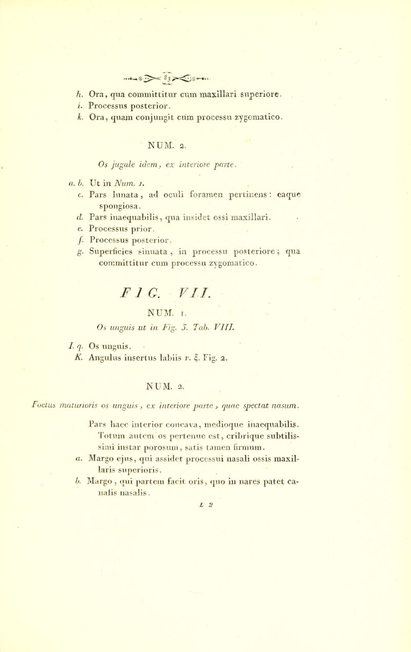 h. Ora, qua committitur cum maxillari superiore. i. Processus posterior. k. Ora, quam conjungit cum processu zygomatico. NUM. 2. Os jugale idem, ex interiore parte. a. b. Ut in Num. i. c. Pars lunata, ad oculi foramen pertinens: eaque spongiosa. d. Pars inaequabilis, qua insidet ossi maxillari. e. Processus prior. /. Processus posterior. g. Superficies sinuata , in processu posteriore; qua committitur cum processu zygomatico. F1 C. VU. NUM. i. Os unguis ut in Fig. 5. Tab. VIII. I. q. Os unguis. K. Angulus insertus labiis v. g. Fig. 2. NUM. 2. Foetus maturioris os unguis, ex interiore pane , quae spectat nasum. Pars haec interior concava, meciioque inaequabilis. Totum autem os pertenue est, cribrique subtilis- simi instar porosum, satis tamen firmum. a. Margo ejus, qui assidet processui nasali ossis maxil- laris superioris. b. Margo , qui partem facit oris, quo in nares patet ca- nalis nasalis. z 2