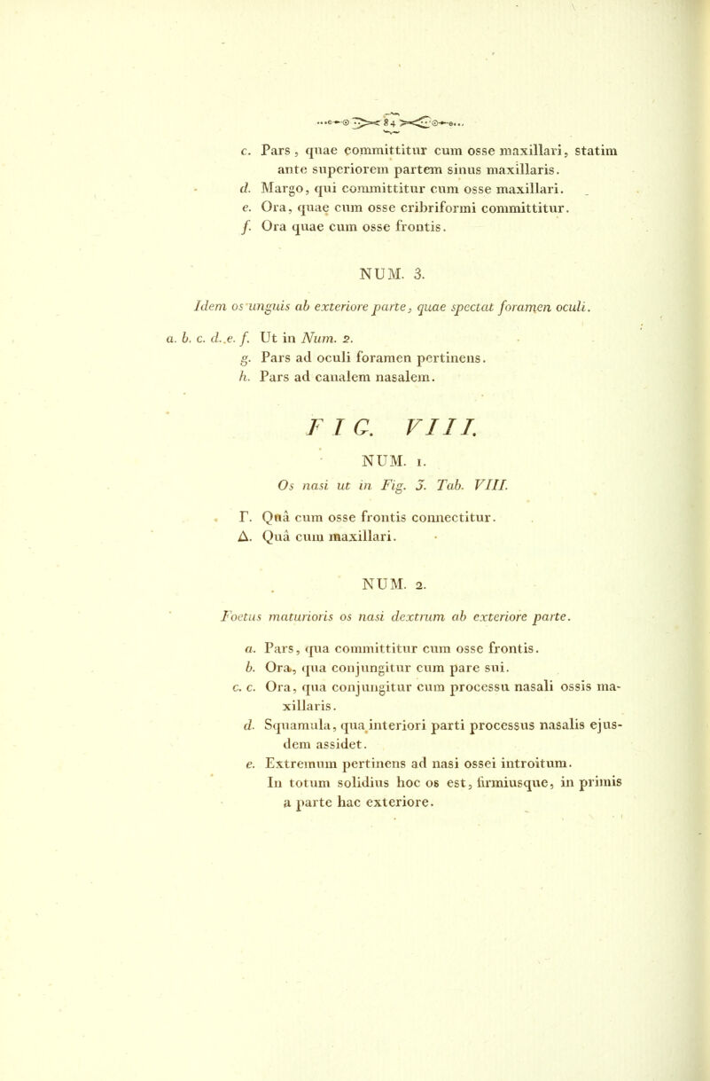 \ - ...©-•«© T>x 84 c. Pars, quae committitur cum osse maxillari, statim ante superiorem partem sinus maxillaris. d. Margo, qui committitur cum osse maxillari. e. Ora, quae cum osse cribriformi committitur. f. Ora quae cum osse frontis. NUM. 3. Idem os unguis ab exteriore parte, quae spectat foramen oculi. a. b. c. d..e. f. Ut in Num. 2. g. Pars ad oculi foramen pertinens. h. Pars ad canalem nasalem. F I C. VIII. NUM. i. Os nasi ut in Fig. 3. Tab. VIII. r. Qua cum osse frontis connectitur. A. Qua cum maxillari. NUM. 2. Foetus maturioris os nasi dextrum cib exteriore parte. a. Pars, qua committitur cum osse frontis. b. Ora, qua conjungitur cum pare sui. c. c. Ora, qua conjungitur cum processu nasali ossis ma- xillaris. d. Squamula, qua interiori parti processus nasalis ejus- dem assidet. e. Extremum pertinens ad nasi ossei introitum. In totum solidius hoc os est, iirmiusque, in primis a parte hac exteriore.