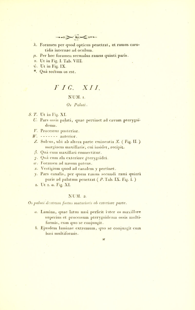 A. Foramen per quod opticus penetrat, et ramus caro- tidis internae ad oculum. fi. Per hoc foramen secundus ramus quinti paris. v. Ut in Fig. I. Tab. VIII. U- Ut in Fig. IX. U Qua sectum os est. F I C. XII. NUM. i. Os Palati. 5. T. Ut in Fig. XI. U. Pars ossis palati, quae pertinet ad cavum pterygoi- deum . V. Pro cessus posterior. W. ----- - - anterior. Z. Sulcus, ubi ab altera parte eminentia X. ( Fig. II. ) marginem maxillaris, cui insidet, recipit. P- Q ua cum maxillari connectitur. 7. Qua cum ala exteriore pterygoidei. w. Foramen ad nasum patens. x. Vestigium quod ad canalem y pertinet. y. Pars canalis, per quem ramus secundi rami quinti paris ad palatum penetrat ( P. Tab. IX. Fig. 1. ) z. Ut z. a. Fig. XI. NUM. 2. Os palati dextrum foetus maturioris cib exteriore parte. a. Lamina, quae latus nasi perficit inter os maxiilare superius et processum pterygoideum ossis multi- formis, cum quo se conjungit. b. Ejusdem laminae extremum, quo se conjungit cum basi multiformis. M