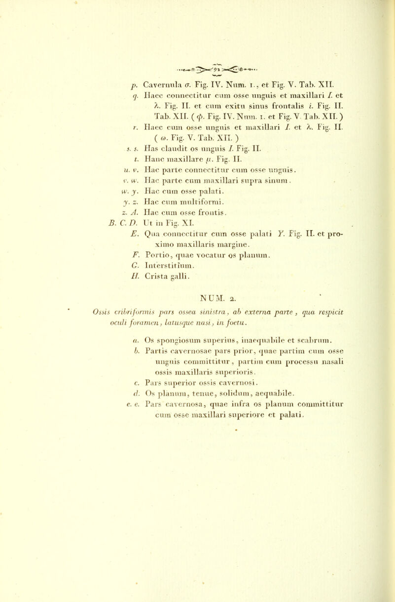 • ♦ • • • • 9 % p. <1- r. s. s. t. U. V. C. w. w- y- y• 2- z. A. B. C. D. E. F. G. II. Cavernula <7. Fig. IV. Nnm. i., et Fig. V. Tab. XII. Haec connectitur cum osse unguis et maxillari /. et A. Fig. II. et cum exitu sinus frontalis i. Fig. II. Tab. XII. ( cp. Fig. IV. Nnm. i. et Fig. V Tab. XII. ) Haec cum osse unguis et maxillari I. et A. Fig. II. ( ®. Fig. V. Tab. XII. ) Has claudit os unguis /. Fig. II. Hanc maxillare p. Fig. II. Hac parte connectitur cum osse unguis. Hac parte cum maxillari supra sinum . Hac cum osse palati. Hac cum multiformi. Hac cum osse frontis. Ut in Fig. XI. Qua connectitur cum osse palati Y. Fig. II. et pro- ximo maxillaris margine. Portio, quae vocatur os planum. Interstitium. Crista galli. NUM. 2. Ossis cribri formis pars ossea sinistra, ab externa parte, qua respicit oculi foramen, latusque nasi, in foetu. a. Os spongiosum superius, inaequabile et scabrum. b. Partis cavernosae pars prior, quae partim cum osse unguis committitur, partim cum processu nasali ossis maxillaris superioris. c. Pars superior ossis cavernosi. d. Os planum, tenue, solidum, aequabile. e. e. Pars cavernosa, quae infra os planum committitur cum osse maxillari superiore et palati.