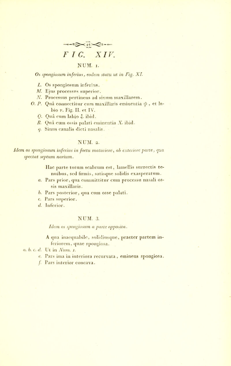 Os spongiosum inferius, eodem statu ut in Fig. XI. L. Os spongiosum inferius. M. Ejus processus superior. N. Processus pertinens ad sinum maxillarem. O. P. Qua connectitur cum maxillaris eminentia <p , et la- bio v. Fig. II. et IV. Q. Qua cum labio £. ibid. R. Qua cum ossis palati eminentia X. ibid. q. Sinus canalis dicti nasalis. NUM. 2. Idem os spongiosum inferius in foetu maturiore, ab exteriore parte, qua spectat septum narium. Hac parte totum scabrum est, lamellis surrectis te- nuibus, sed firmis, satisque solidis exasperatum. a. Pars prior, qua committitur cum processu nasali os- sis max ill aris. b. Pars posterior, qua cum osse palati. c. Pars superior. d. Inferior. NUM. 3. Idem os spongiosum a parte opposita. A qua inaequabile, solidiusque, praeter partem in- feriorem, quae spongiosa. a. b. c. d. Ut in Num. i. e. Pars ima in interiora recurvata, eminens spongiosa. f Pars interior concava.