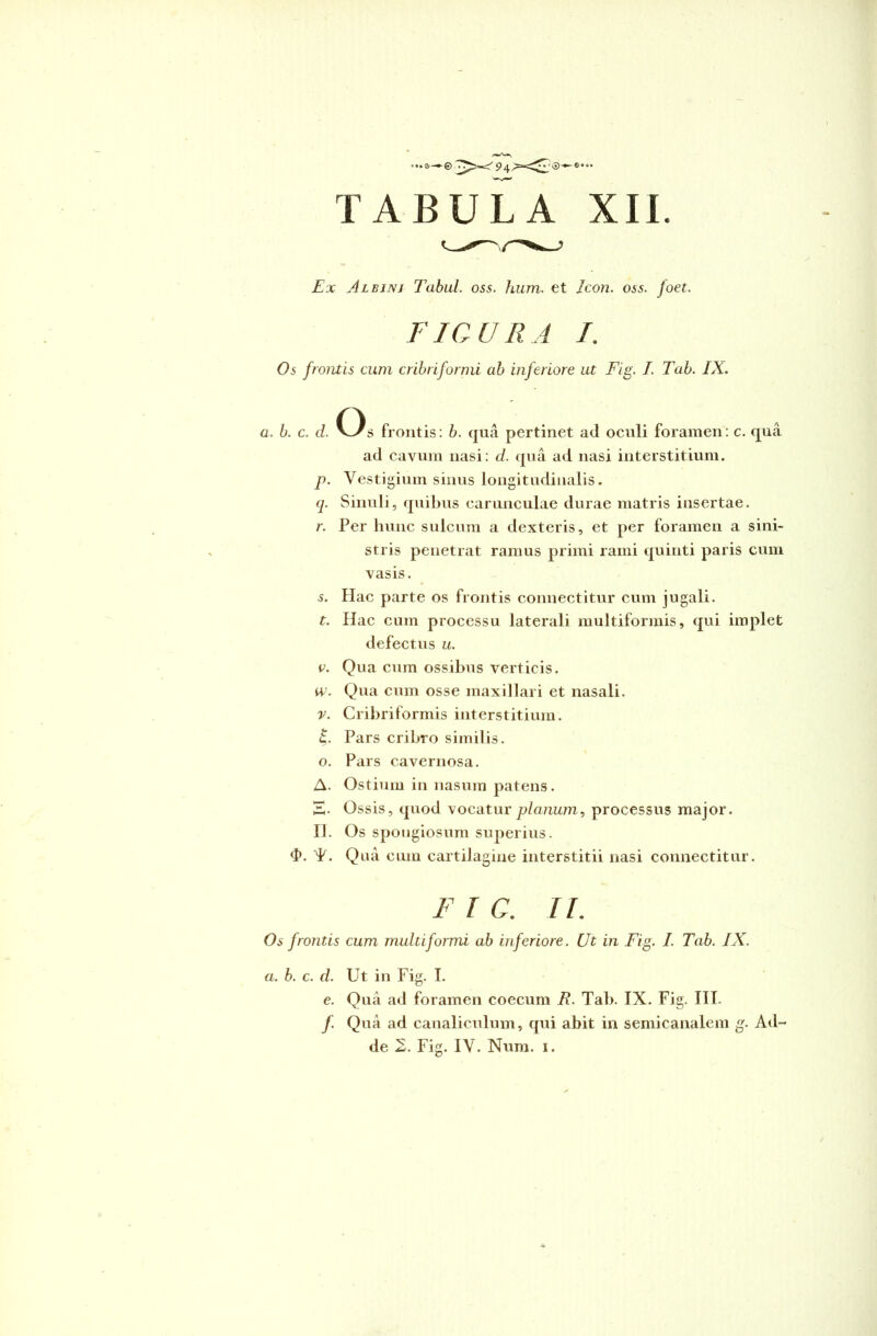 TABULA XII Ex Albini Tabui, oss. hum. et Icon. oss. foet. FIGURA /. Os frontis cum cribriformi ab inferiore ut Fig. I. Tab. IX. a. b. c. d. O s frontis: b. qua pertinet ad oculi foramen: c. qua ad cavum nasi: d. qua ad nasi interstitium. p. Vestigium sinus longitudinalis. q. Sinuli, quibus carunculae durae matris insertae. r. Per hunc sulcum a dexteris, et per foramen a sini- stris penetrat ramus primi rami quinti paris cum vasis. s. Hac parte os frontis connectitur cum jugali. t. Hac cum processu laterali multiformis, qui implet defectus u. v. Qua cum ossibus verticis. W. Qua cum osse maxillari et nasali. v. Cribriformis interstitium. £. Pars cribro similis, o. Pars cavernosa. A. Ostium in nasum patens. E- Ossis, quod vocatur planum, processus major, n. Os spongiosum superius. d>. T. Qua cum cartilagine interstitii nasi connectitur. F T C. II. Os frontis cum multiformi ab inferiore. Ut in Fig. I. Tab. IX. a. b. c. d. Ut in Fig. I. e. Qua ad foramen coecum R. Tab. IX. Fig. III. /. Qua ad canaliculum, qui abit in semicanalem g. Ad-